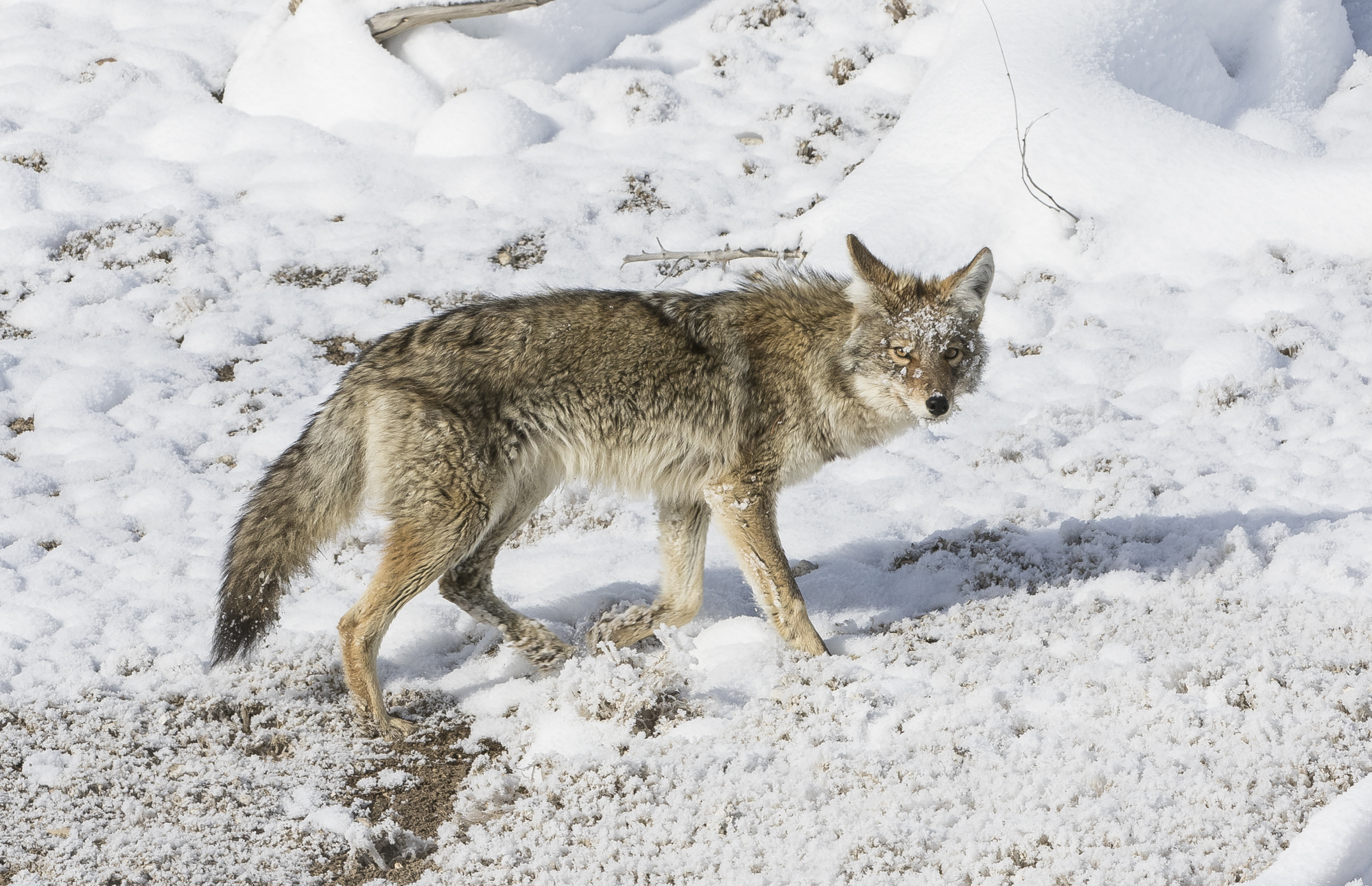 Coyote at Mud Volcano