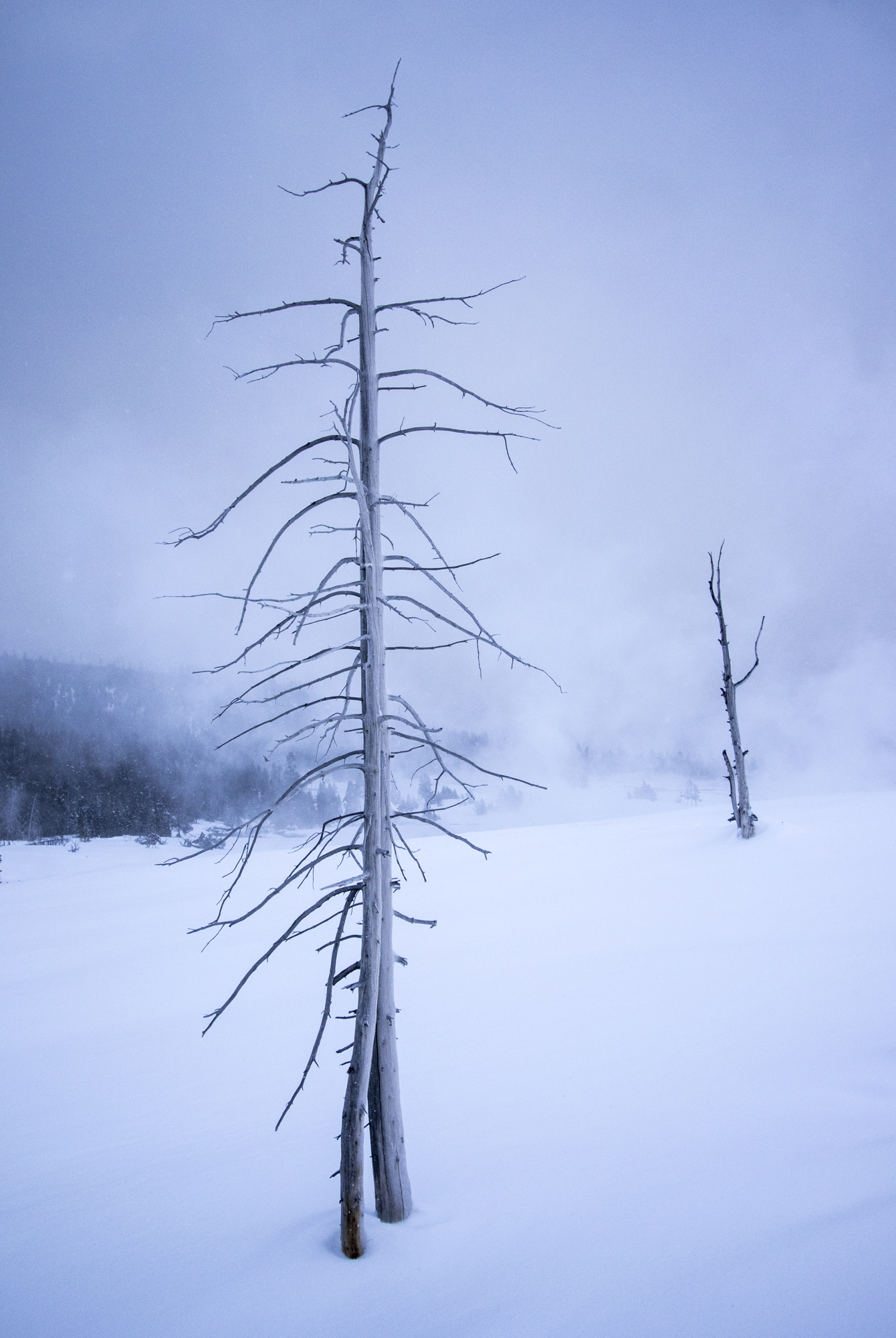 Dead trees at Upper Geyser Basin