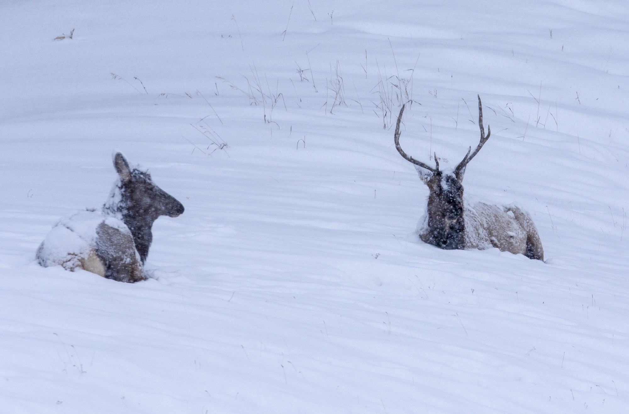 Elk resting in snow - cow and bull