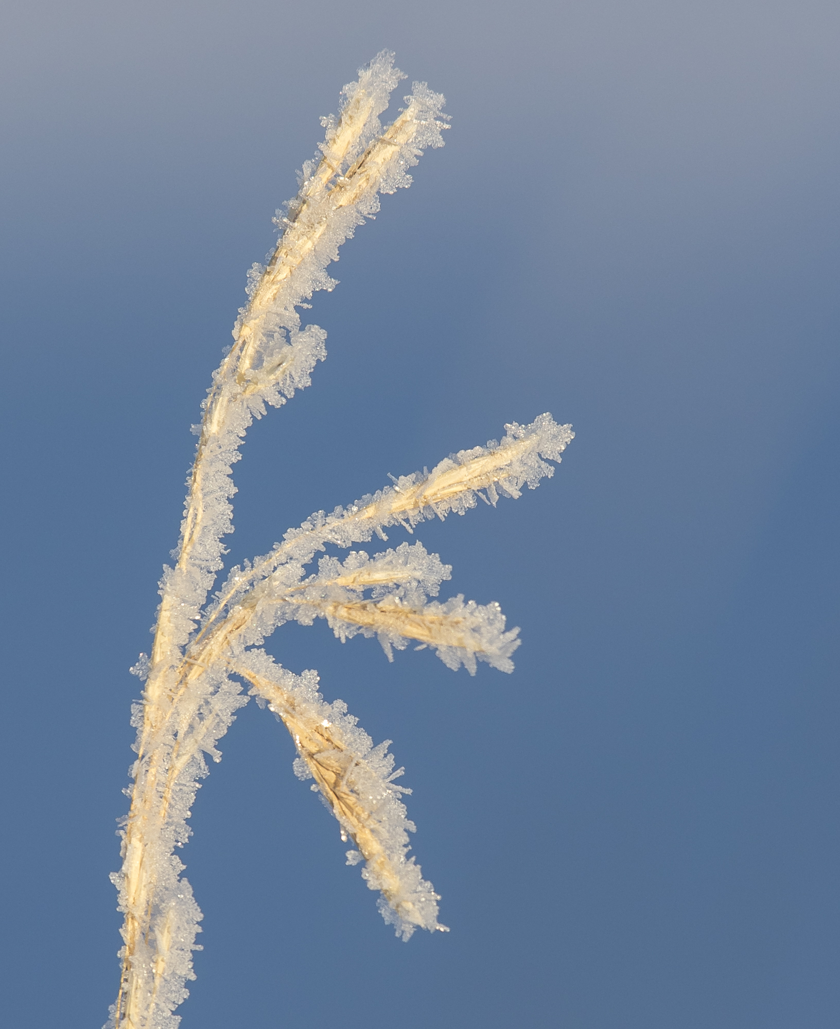 Ice crystals on grass