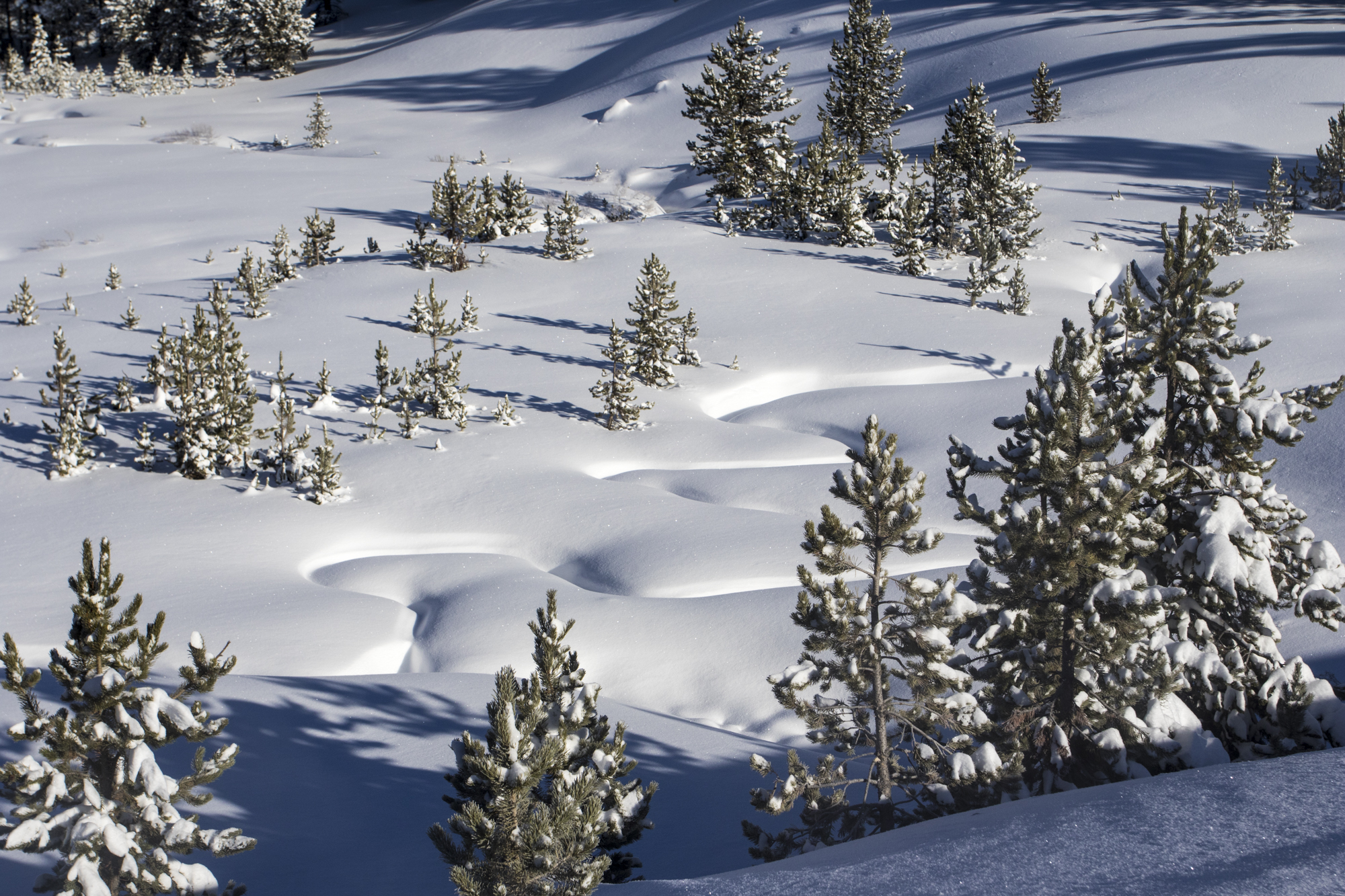 Meadow and creek near Canyon