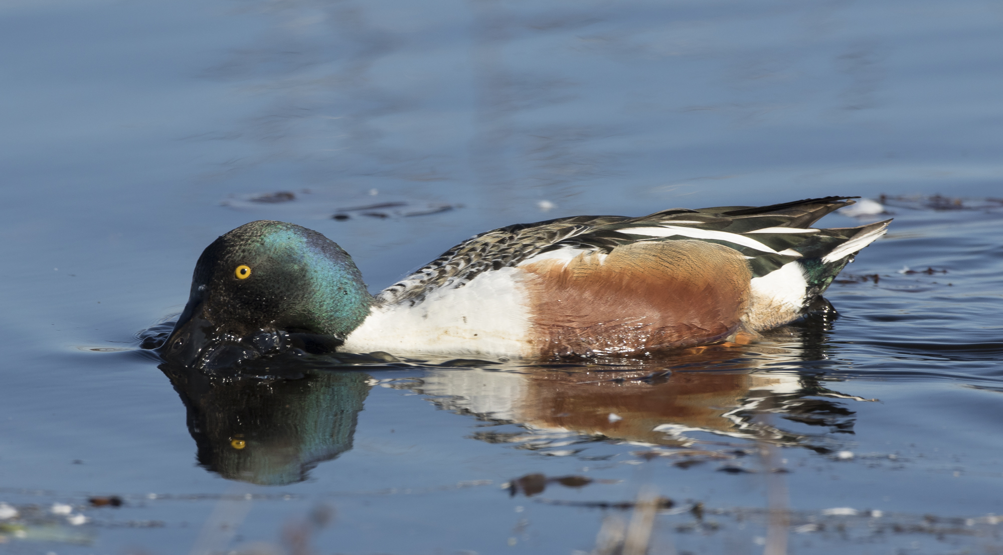 Northern shoveler drake