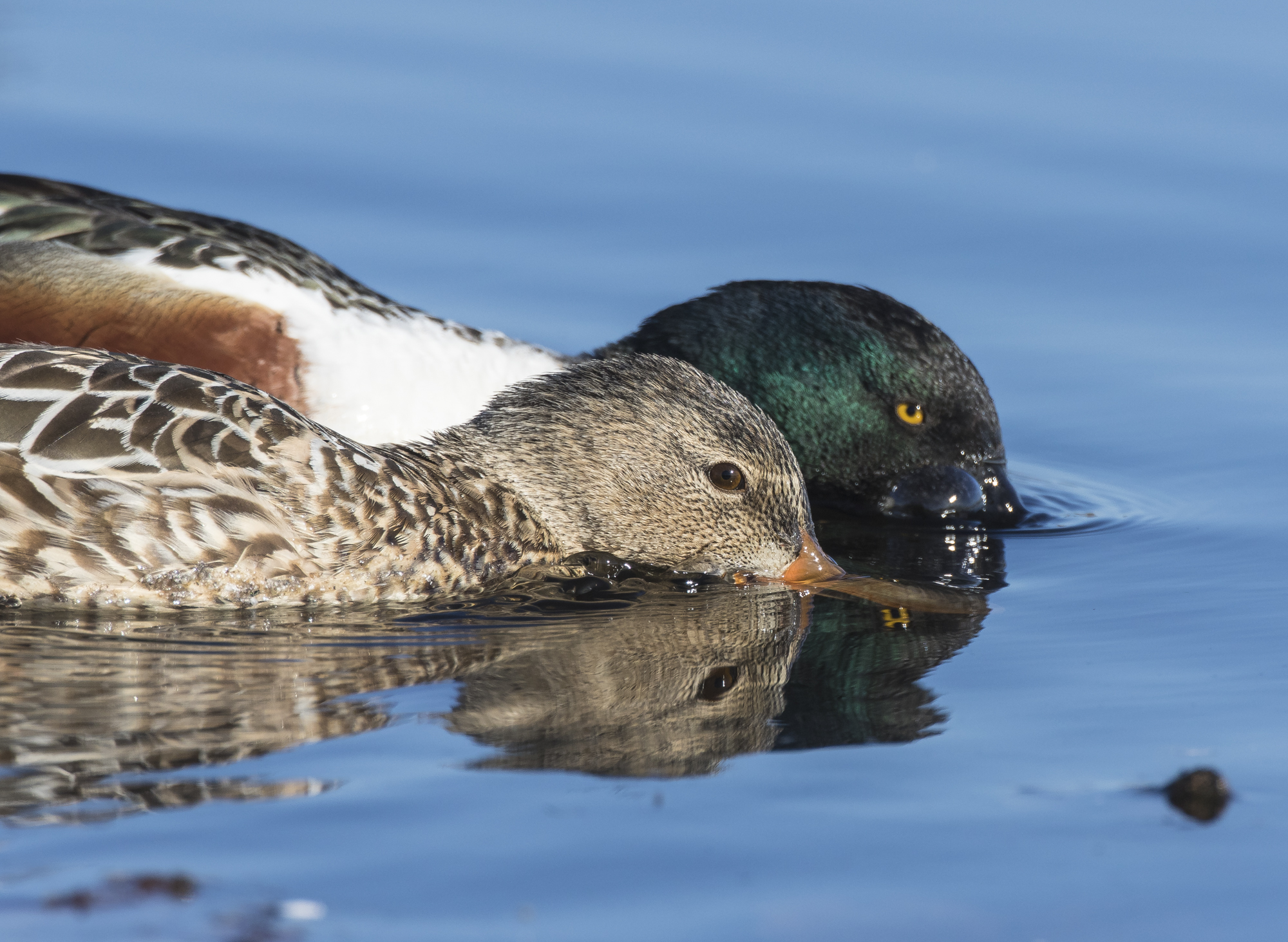 northern shoveler pair feeding