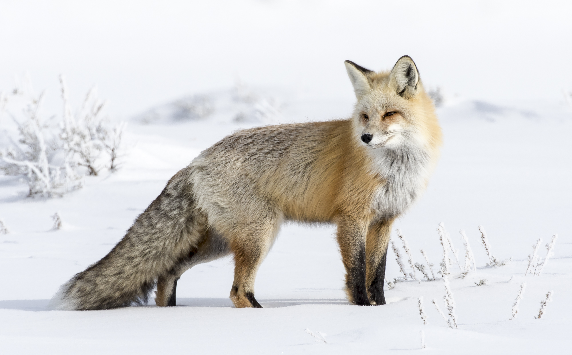 Red fox looking back