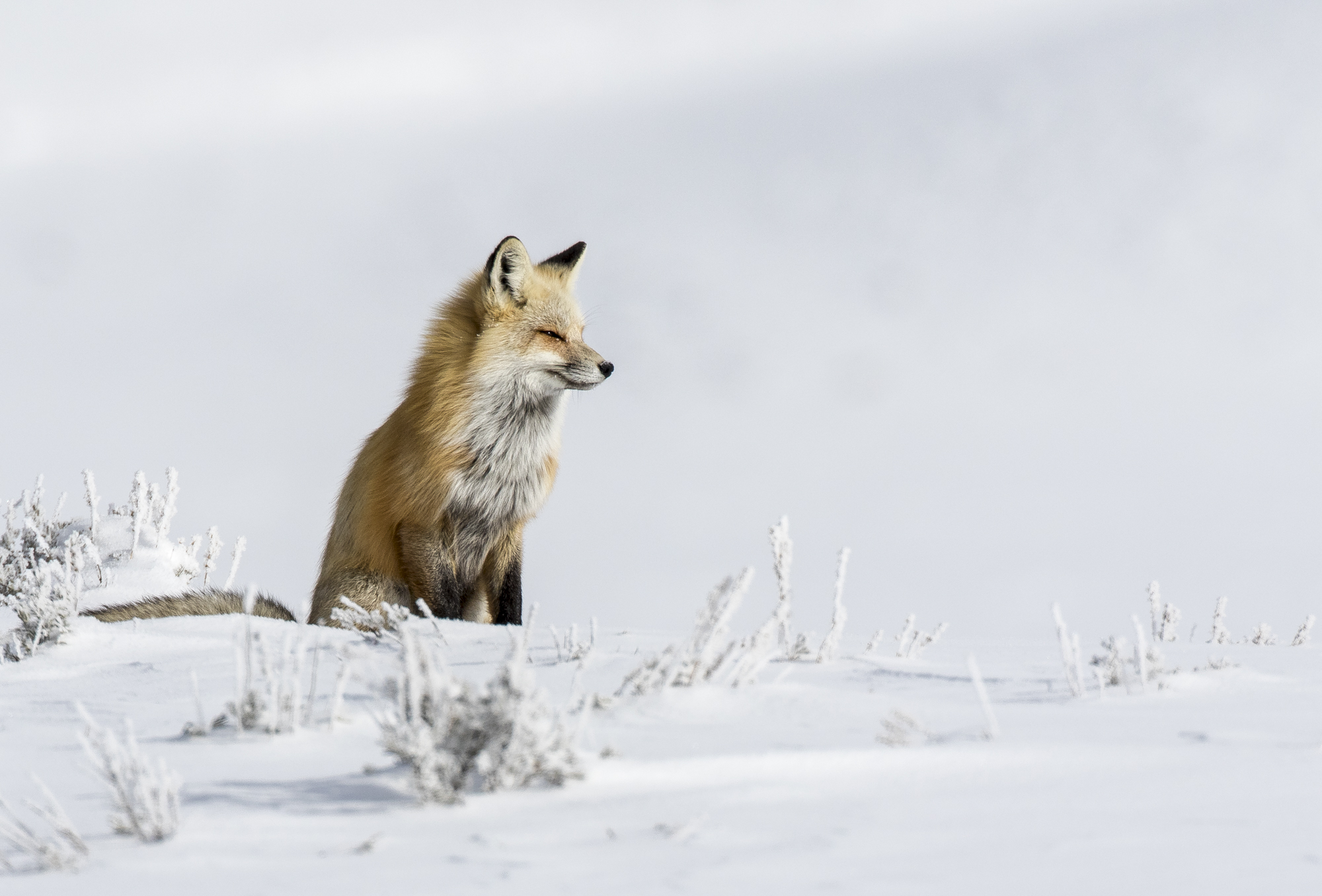 Red fox sitting