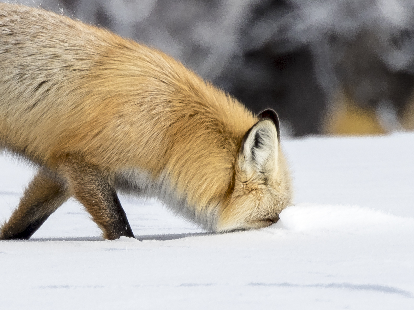 Red fox sticking snout in snow close up
