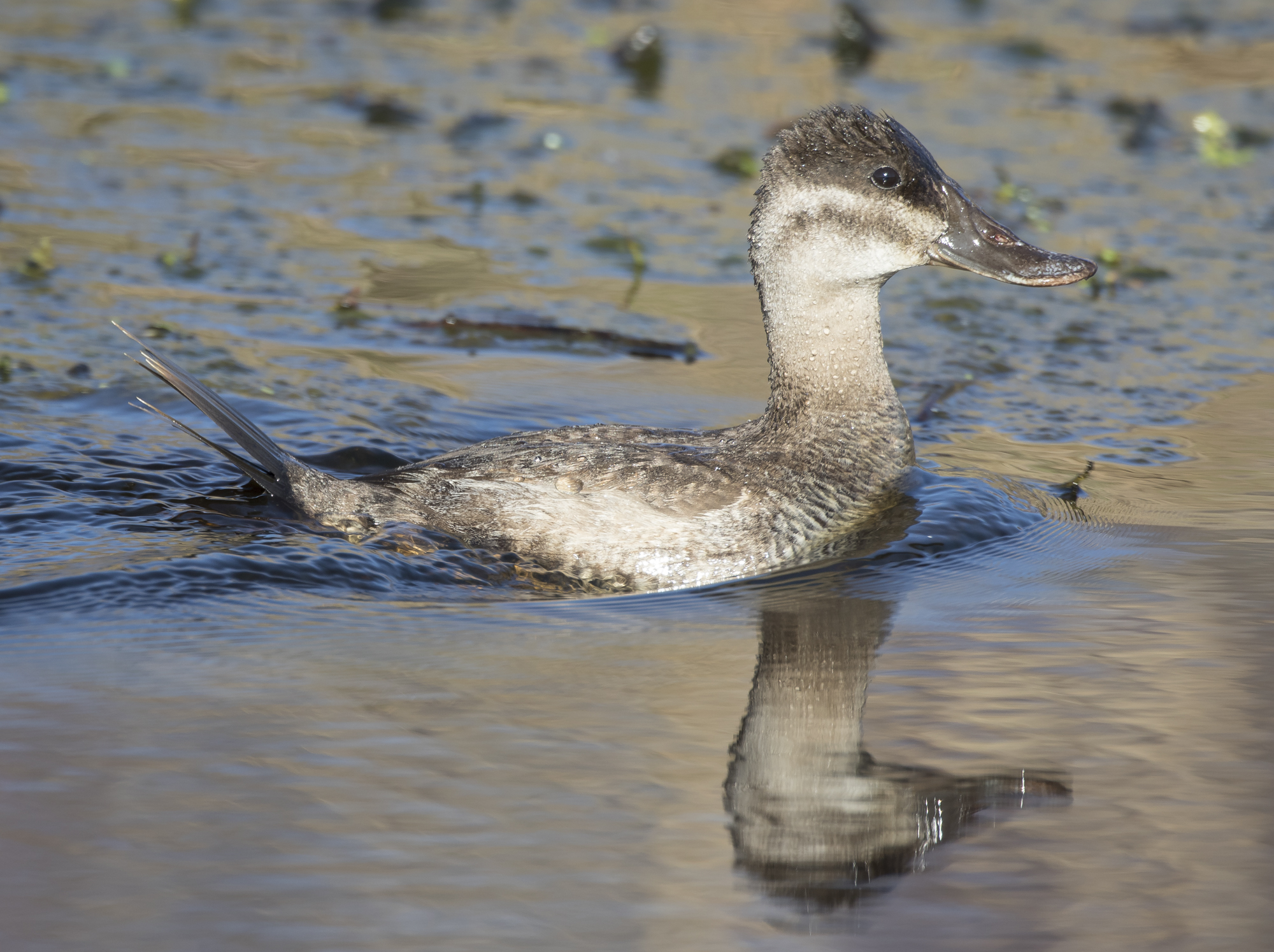 Ruddy duck in canal