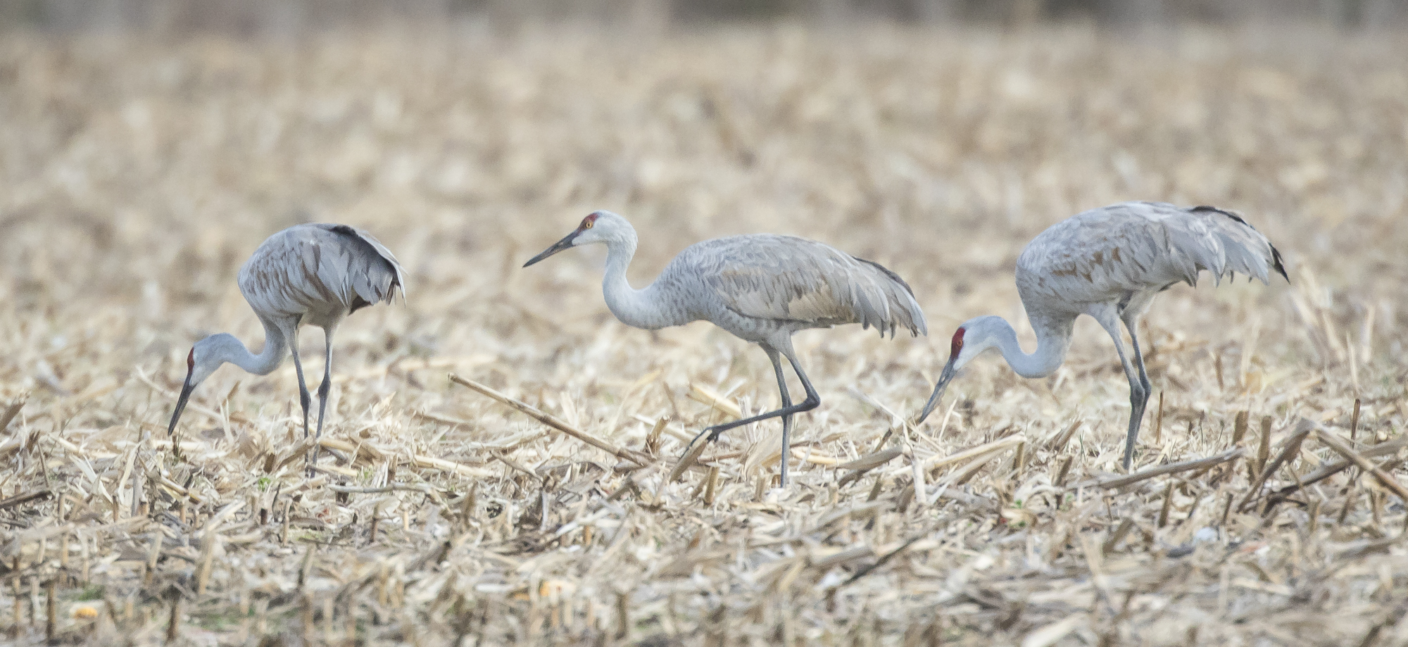 Sandhill cranes in cornfield