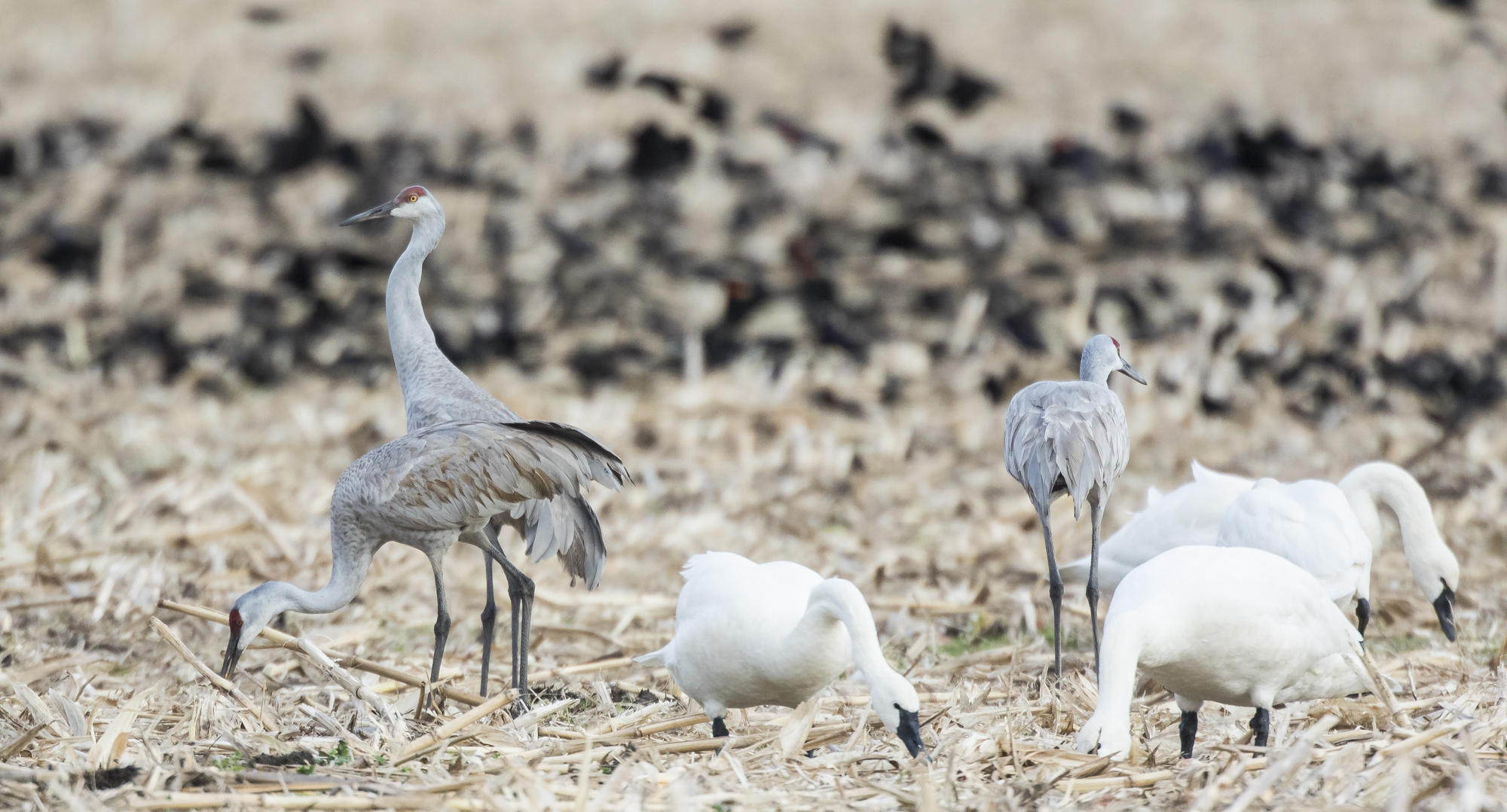 Sandhill cranes, swans, and rwb in cornfield