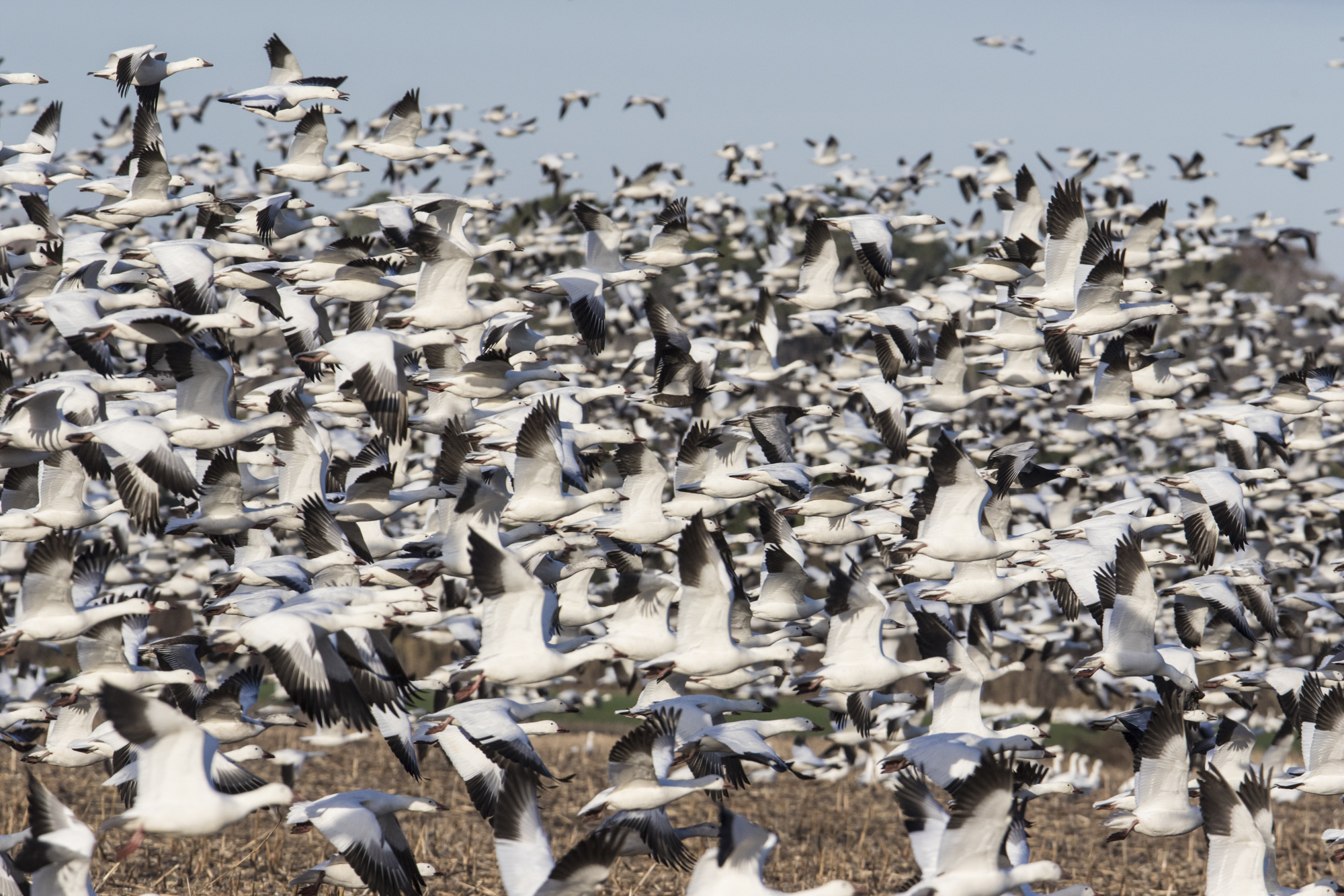 snow geese blasting off