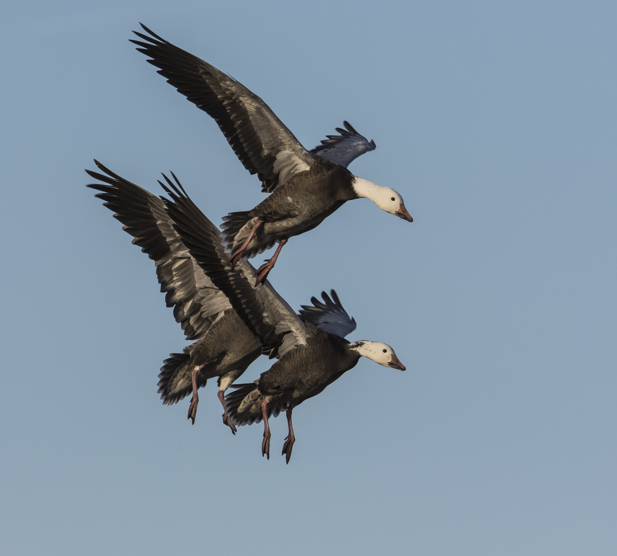 Snow geese (dark morphs) landing 1