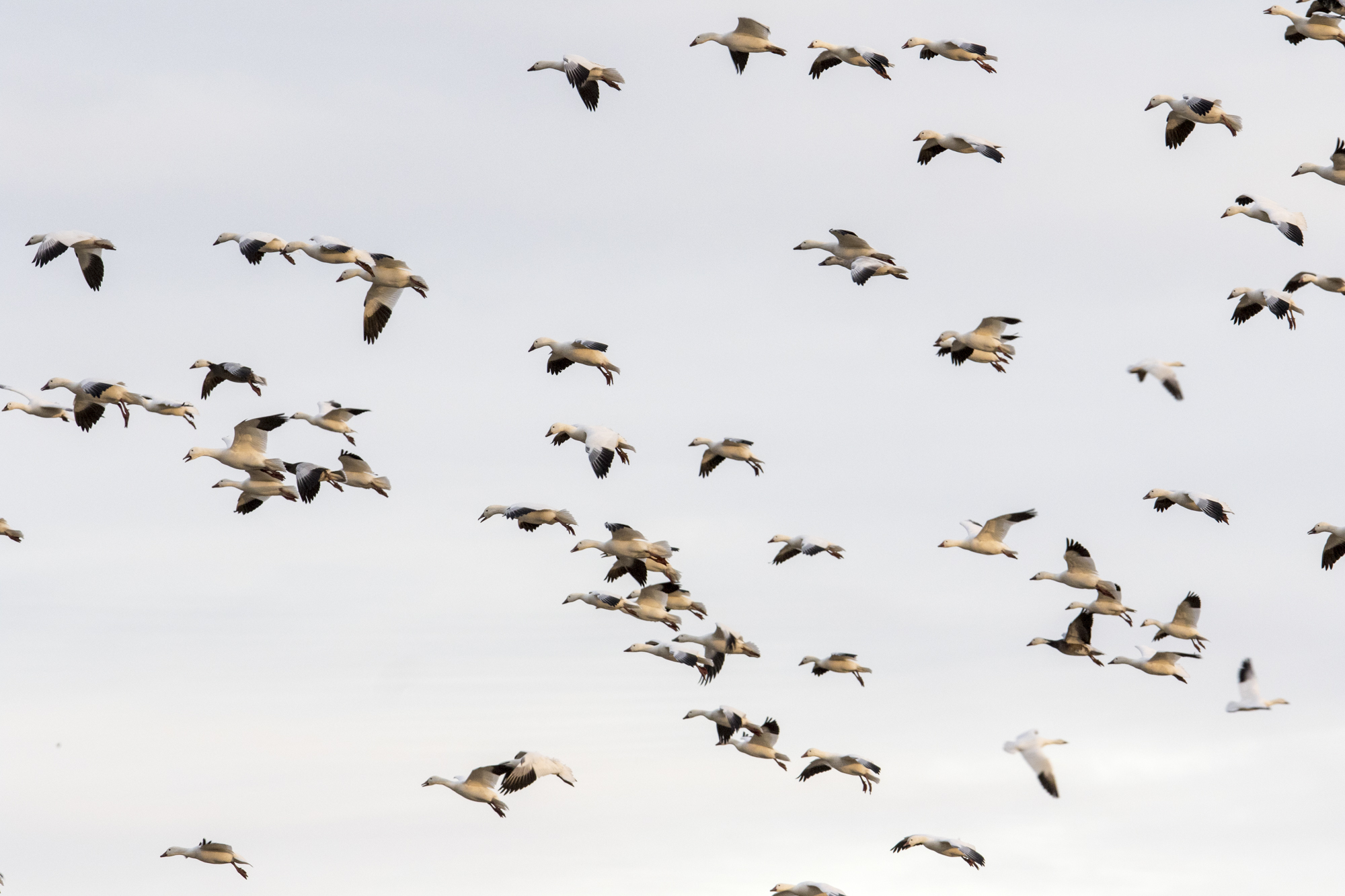 snow geese descending into field