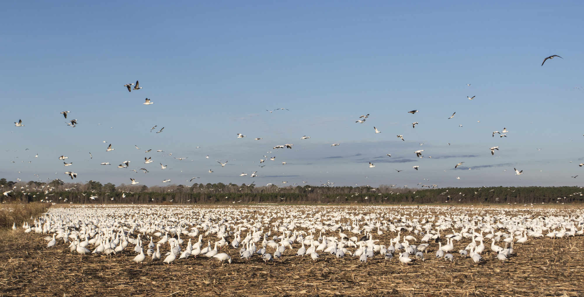 Snow geese in field in morning light