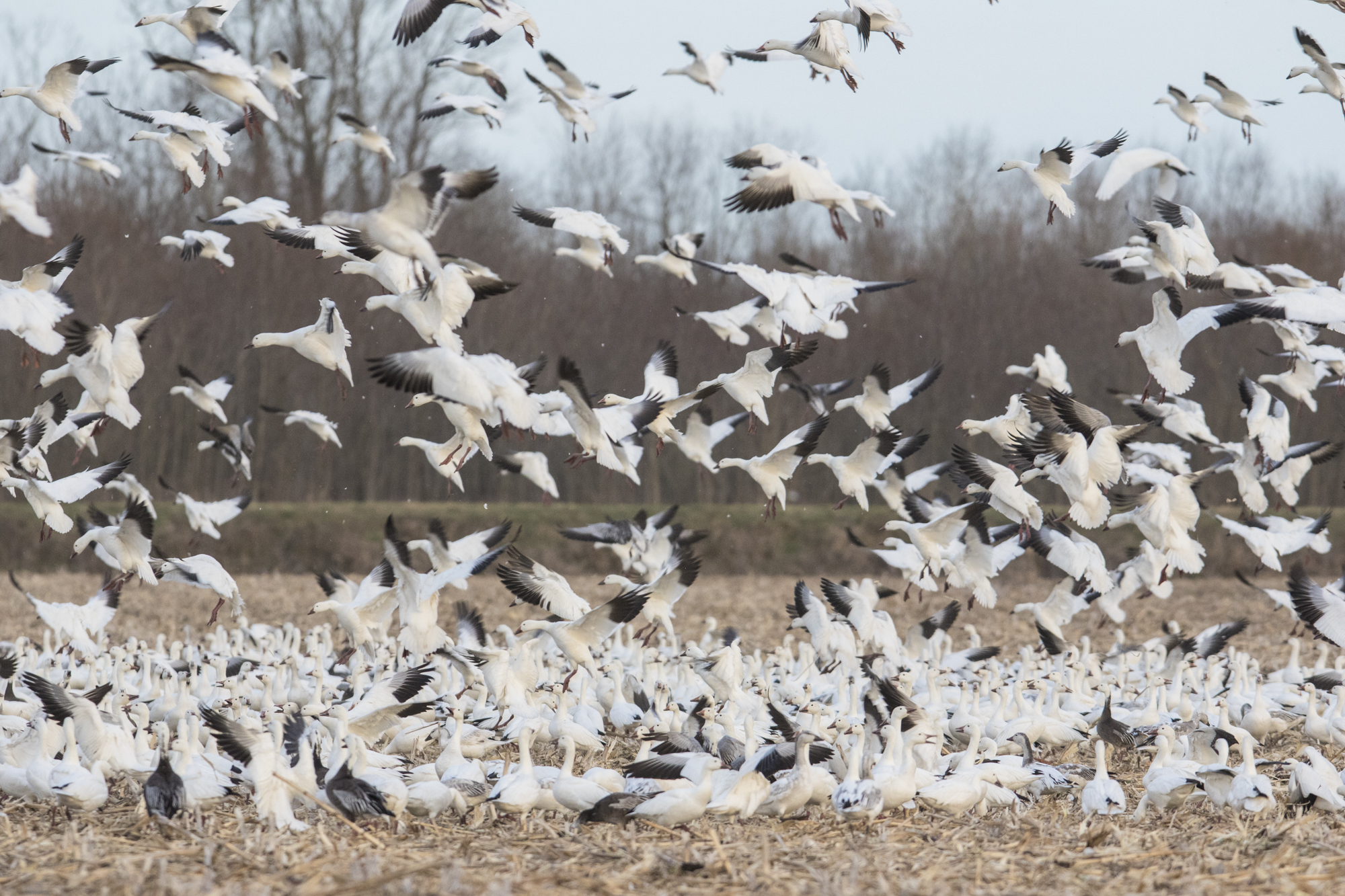 snow geese landing