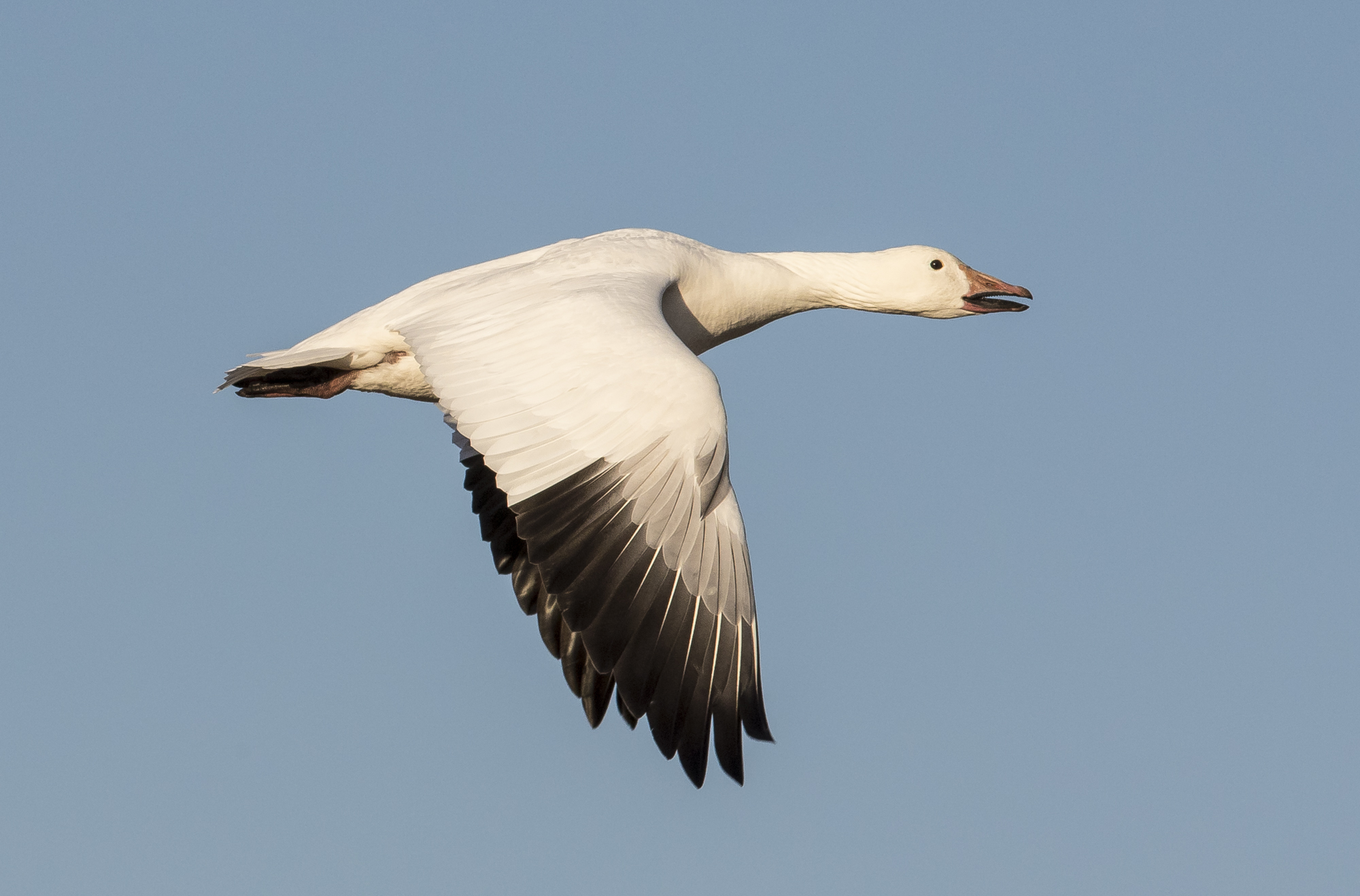 snow goose in flight