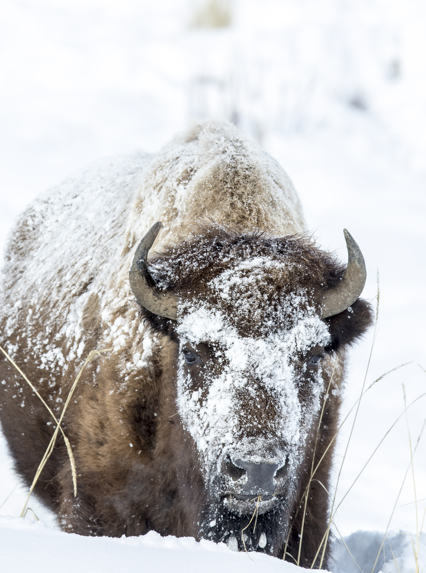 snowy bison 1