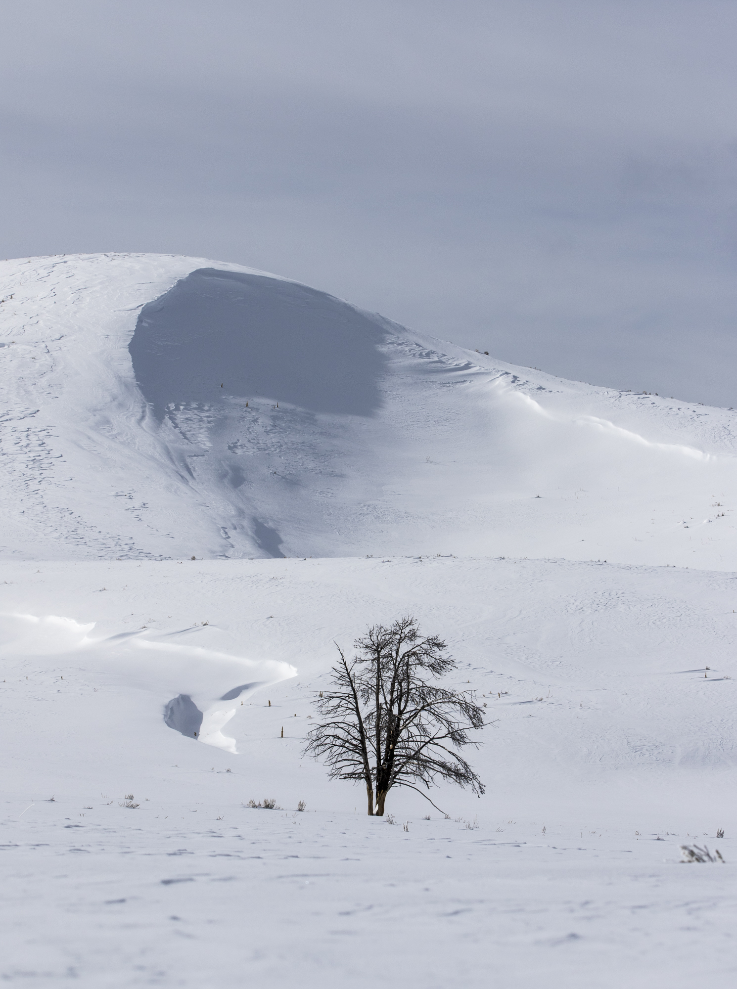 Tree in Hayden Valley
