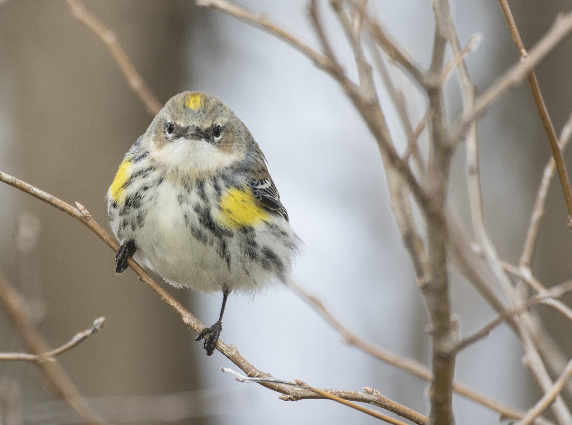 yellow-rumped warbler