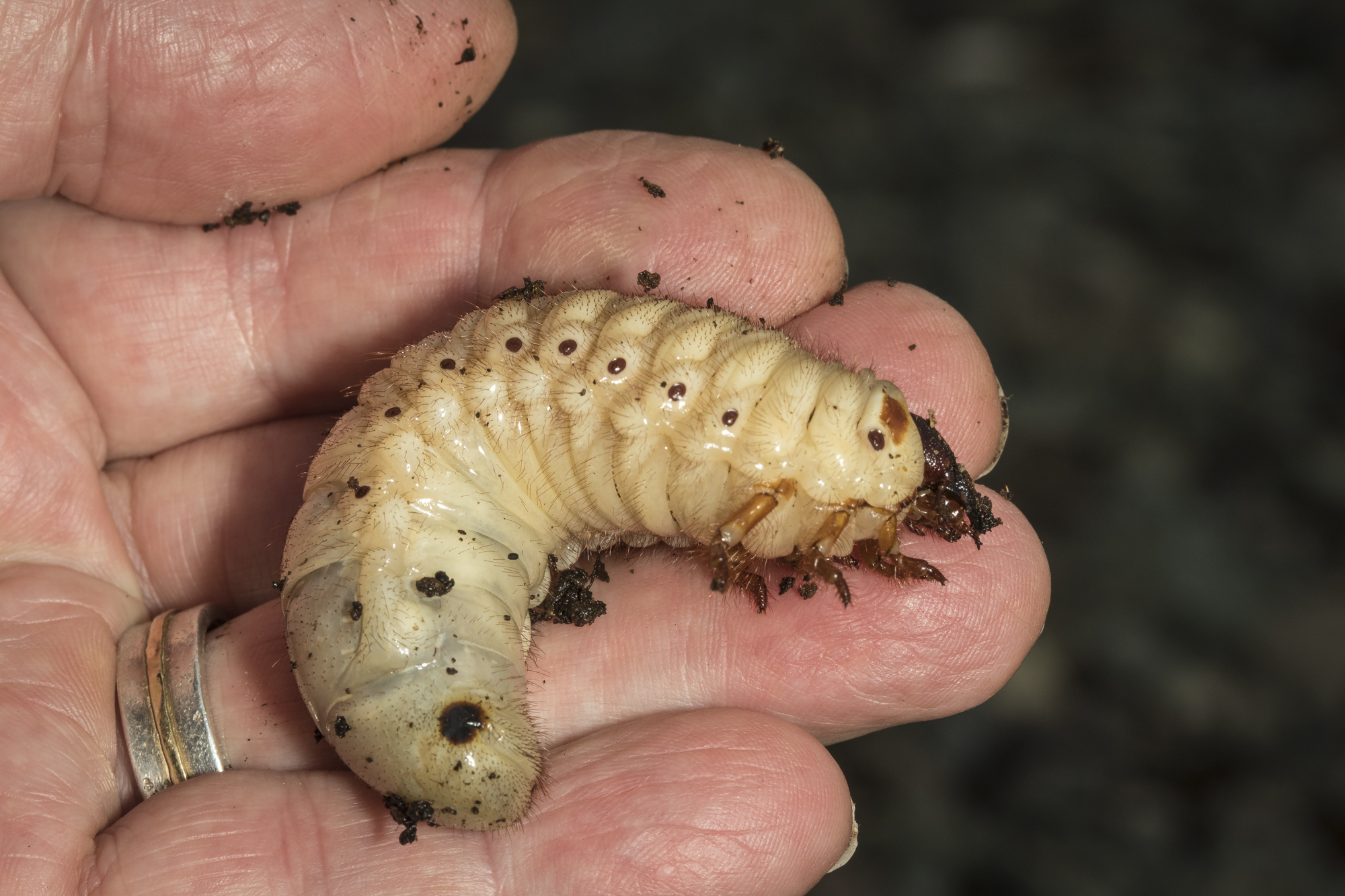 Eastern hercules beetle grub in hand