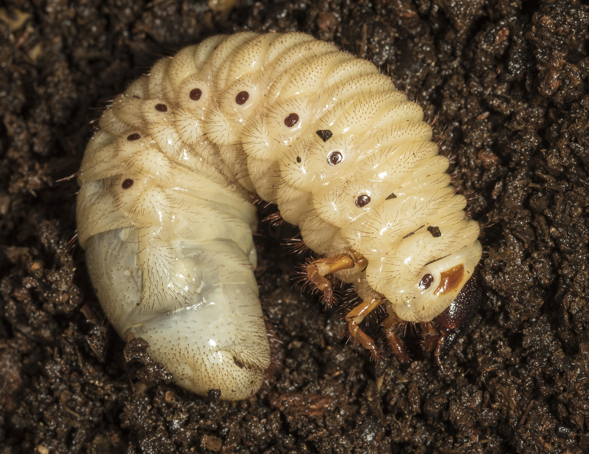 Eastern hercules beetle grub