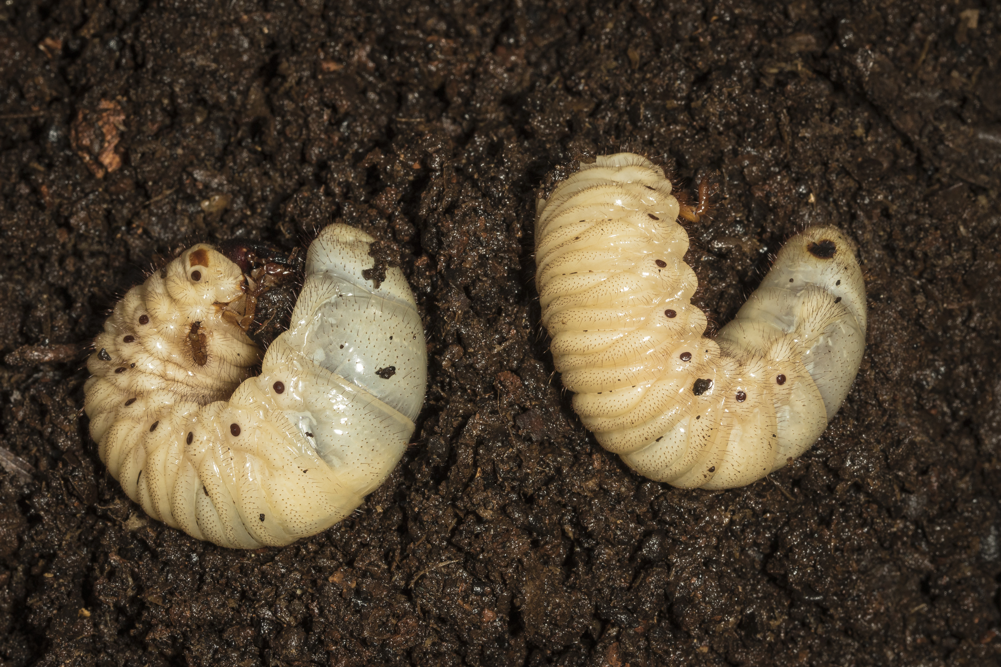 Eastern hercules beetle grubs