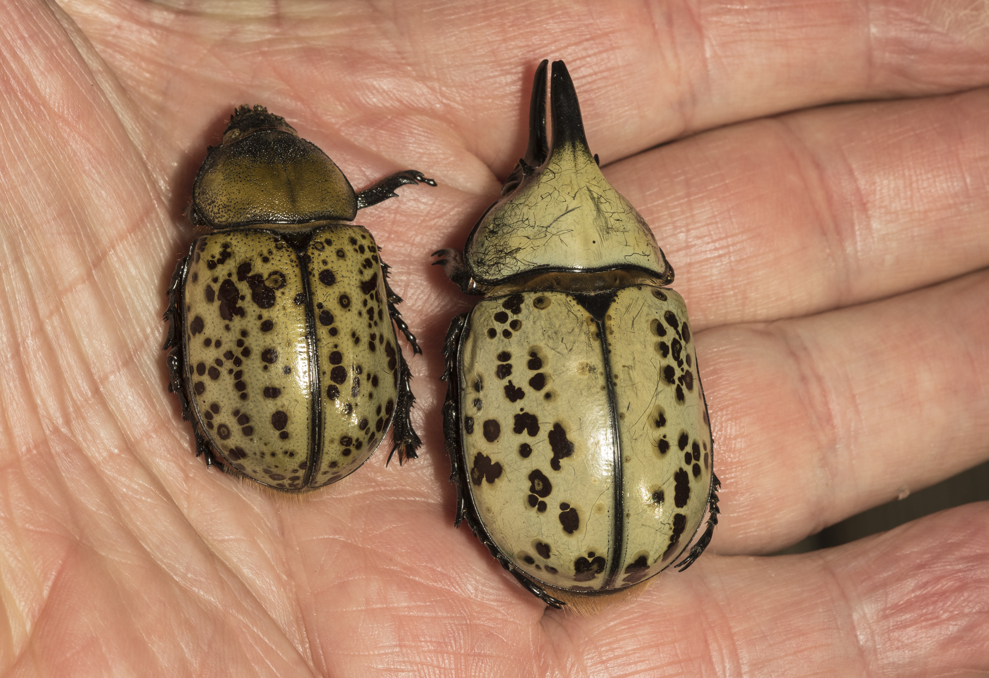 Eastern hercules beetles adults specimens