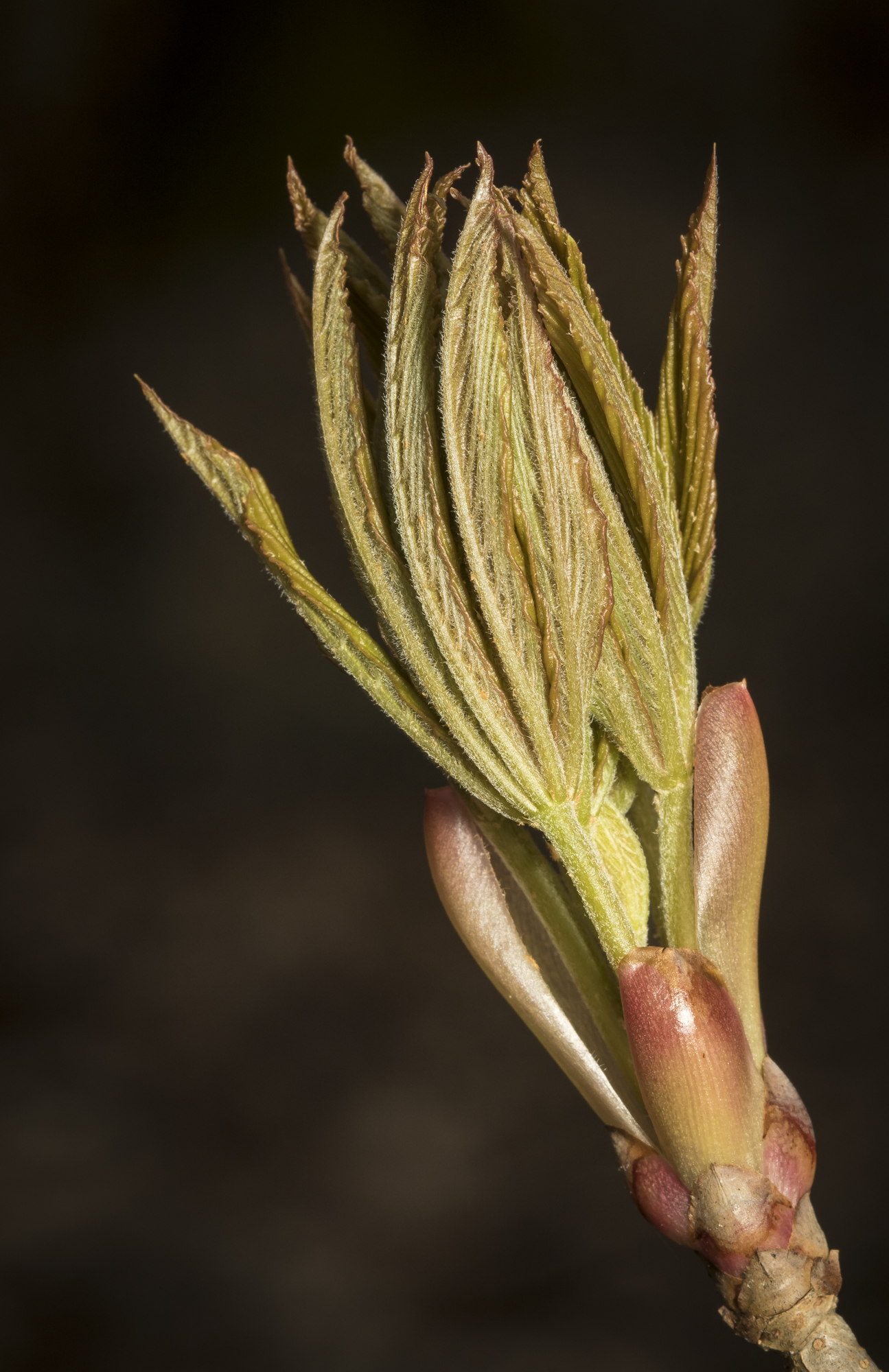Painted buckeye bud after opening