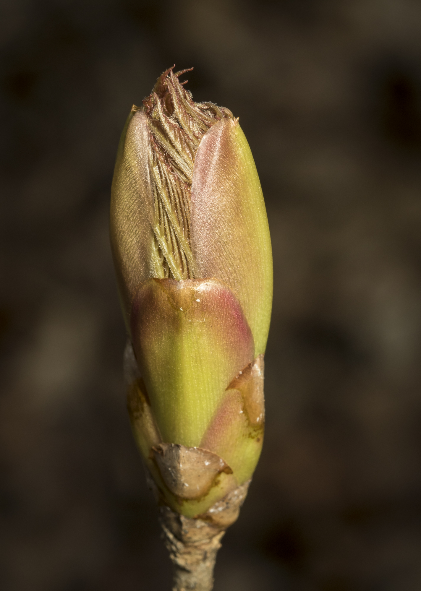 Painted buckeye bud just opening