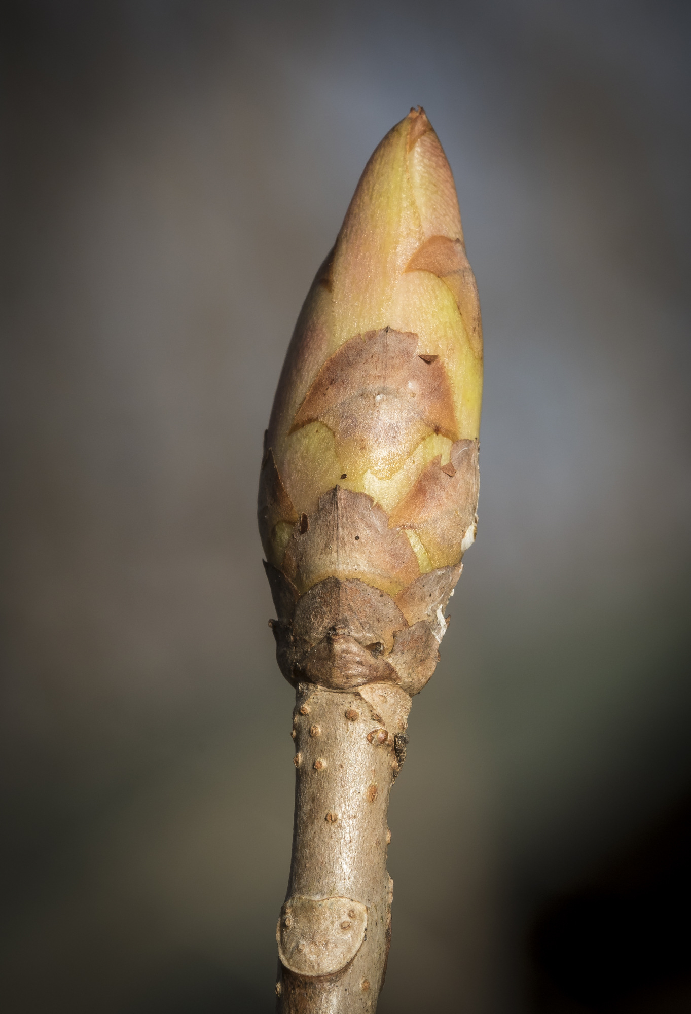 Painted buckeye bud unopened