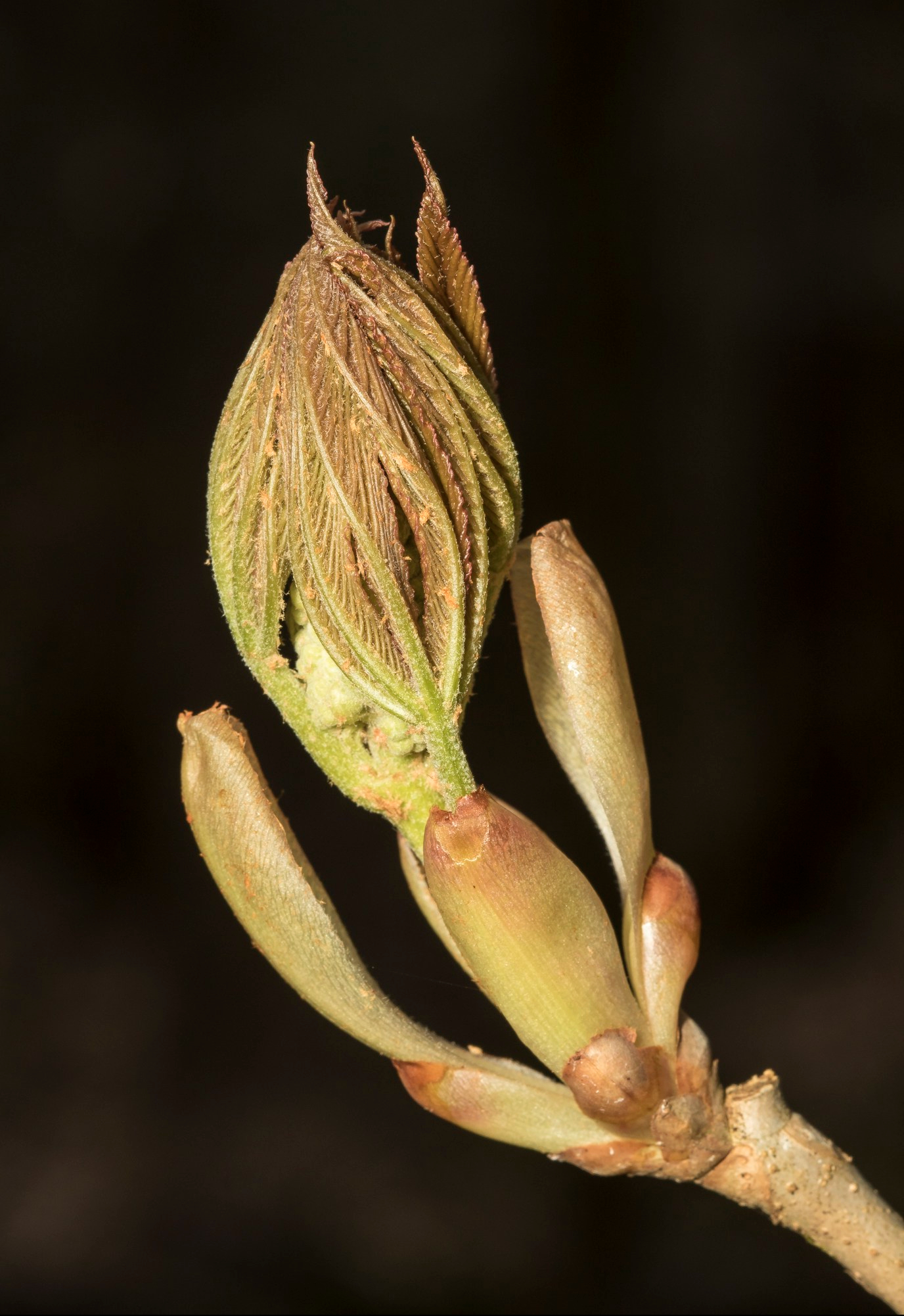 painted-buckeye-bud-with-flower-stalk.jpg