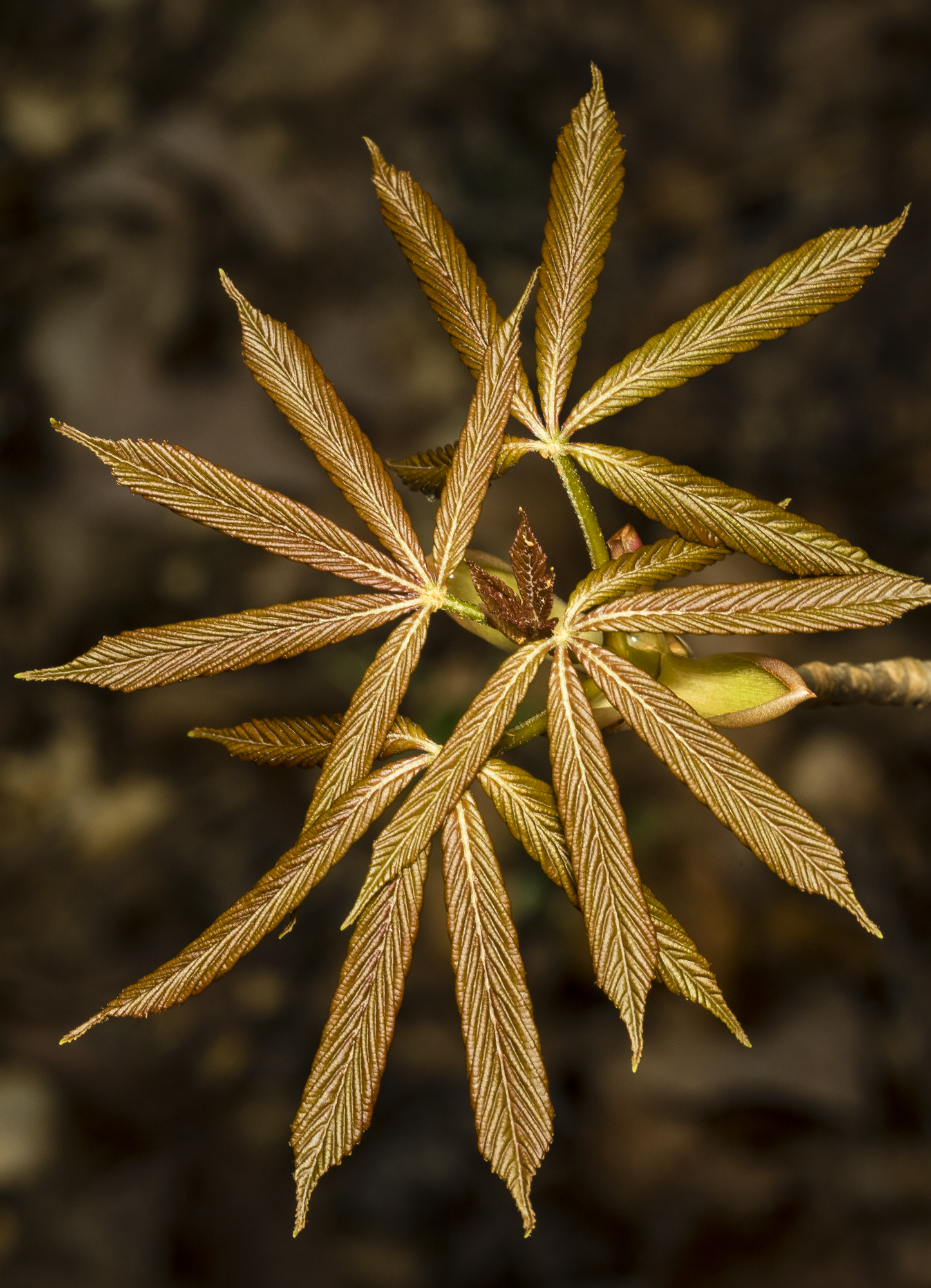 Painted buckeye leaves showing