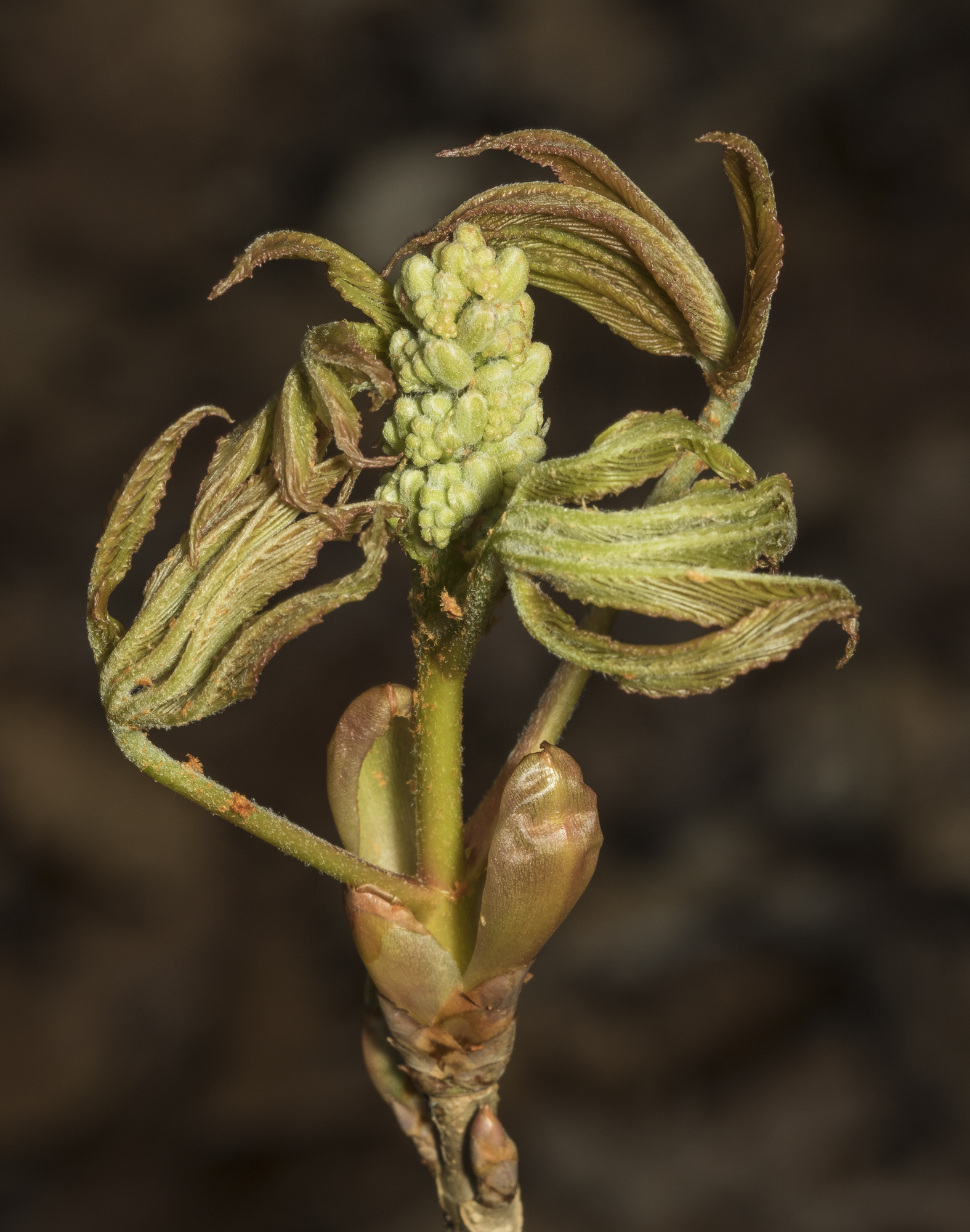 Painted buckeye with flower stalk