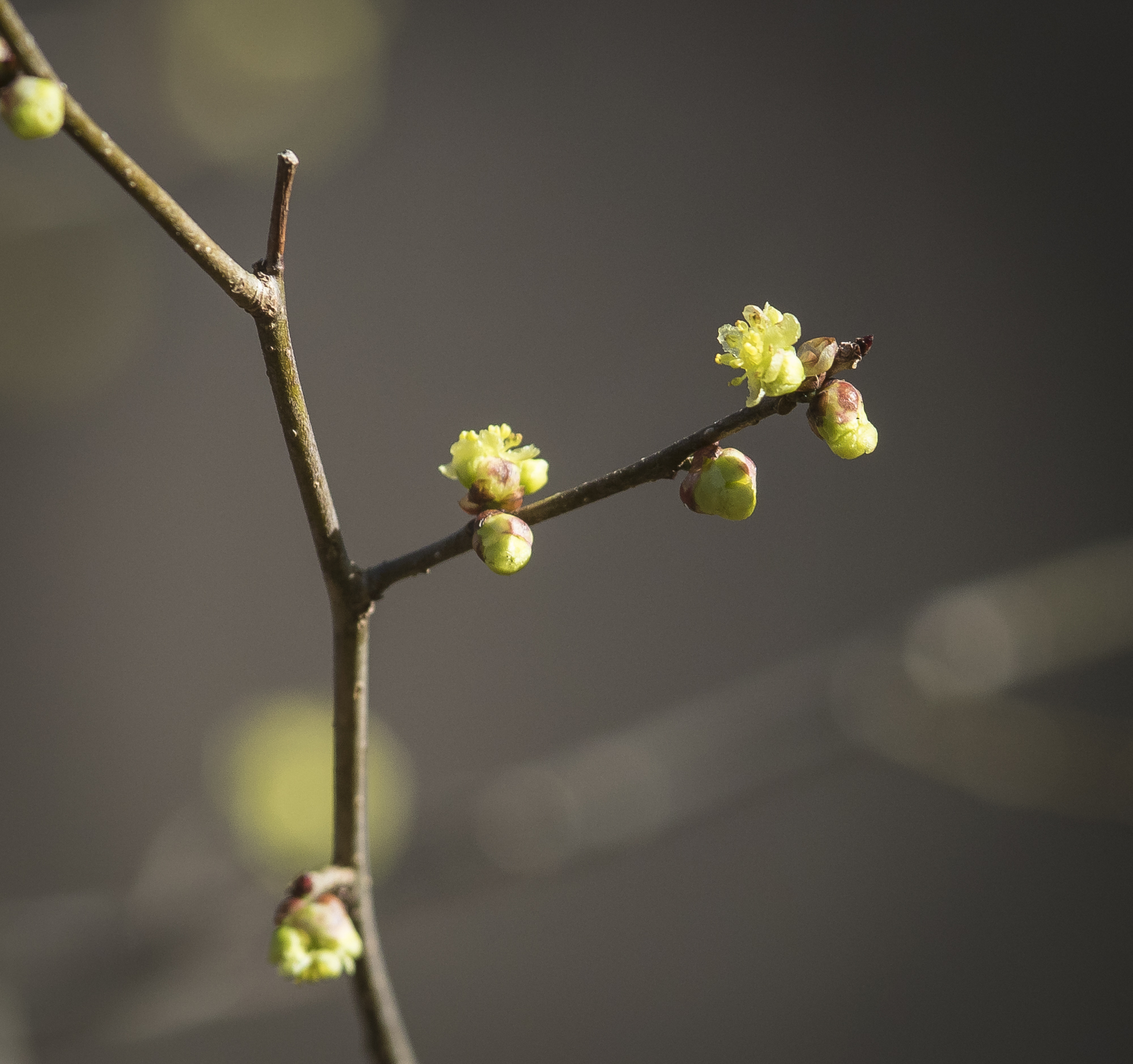 Spicebush flowers opening