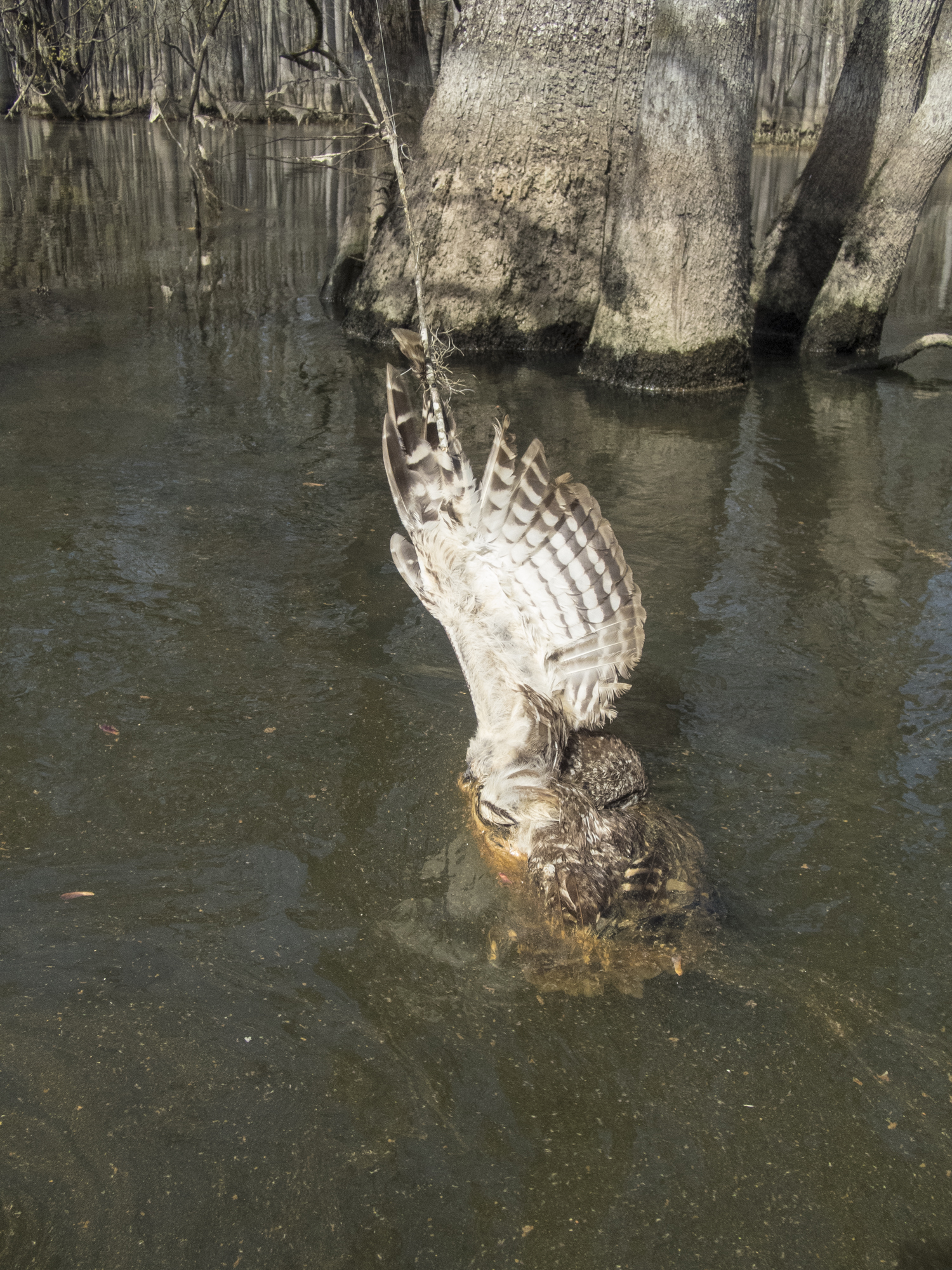 barred owl carcass tied in fishing line