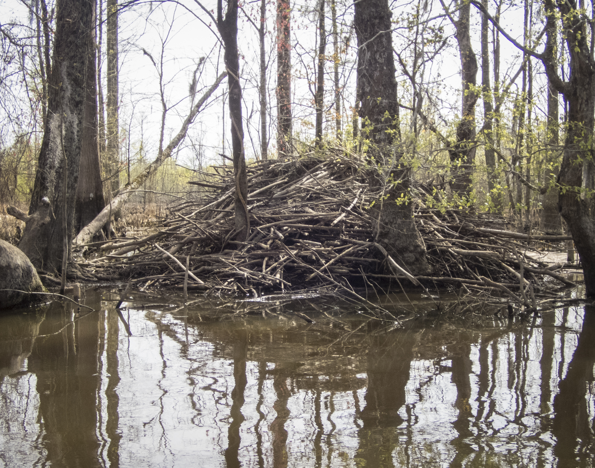 beaver lodge along Devil's Gut