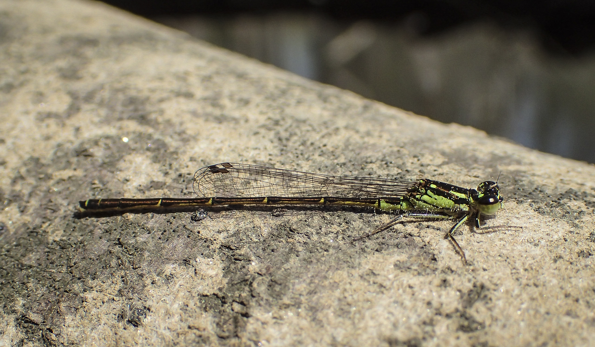 Fragile forktail