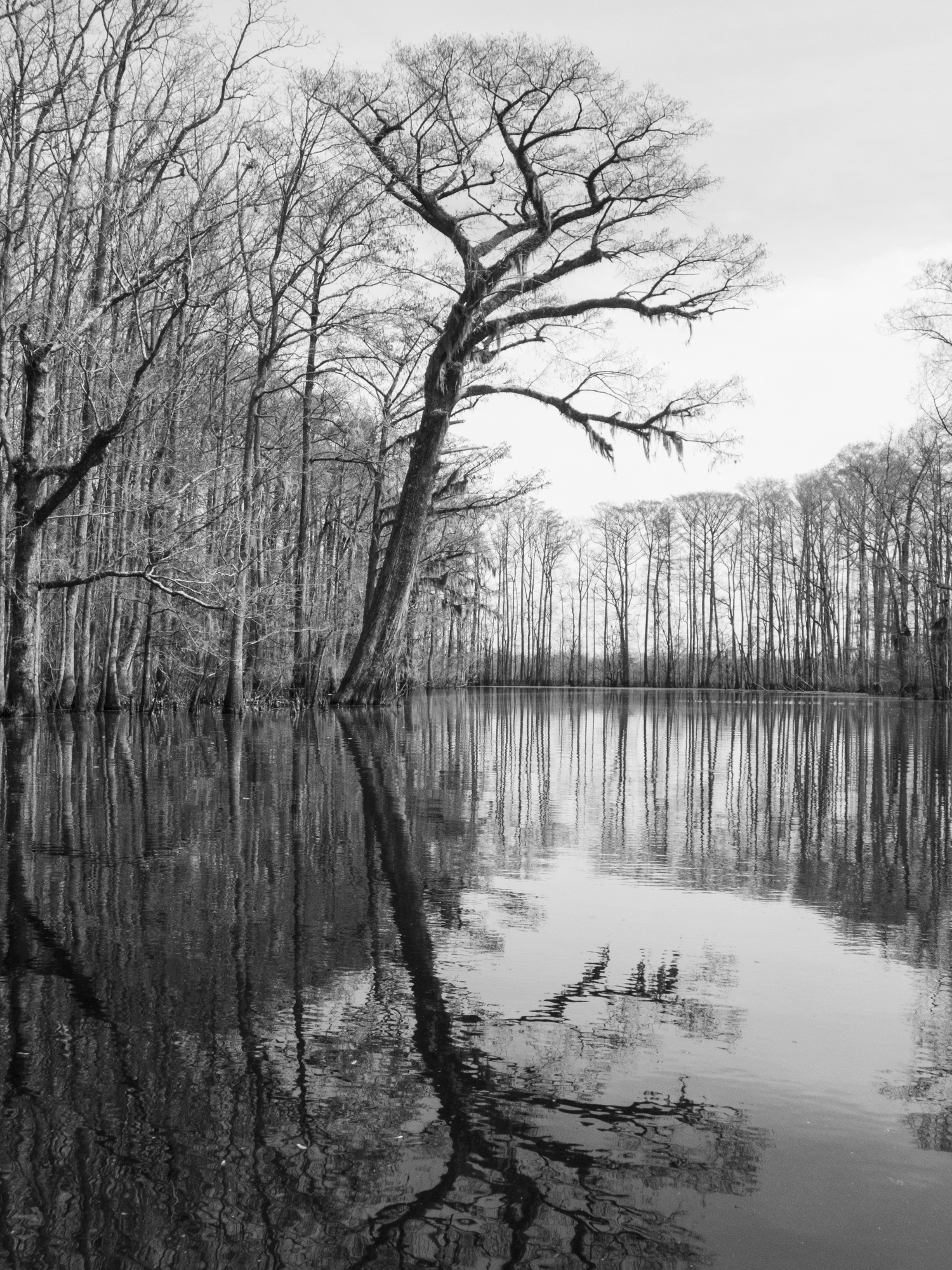 Huge Bald cypress along Gardner Creek