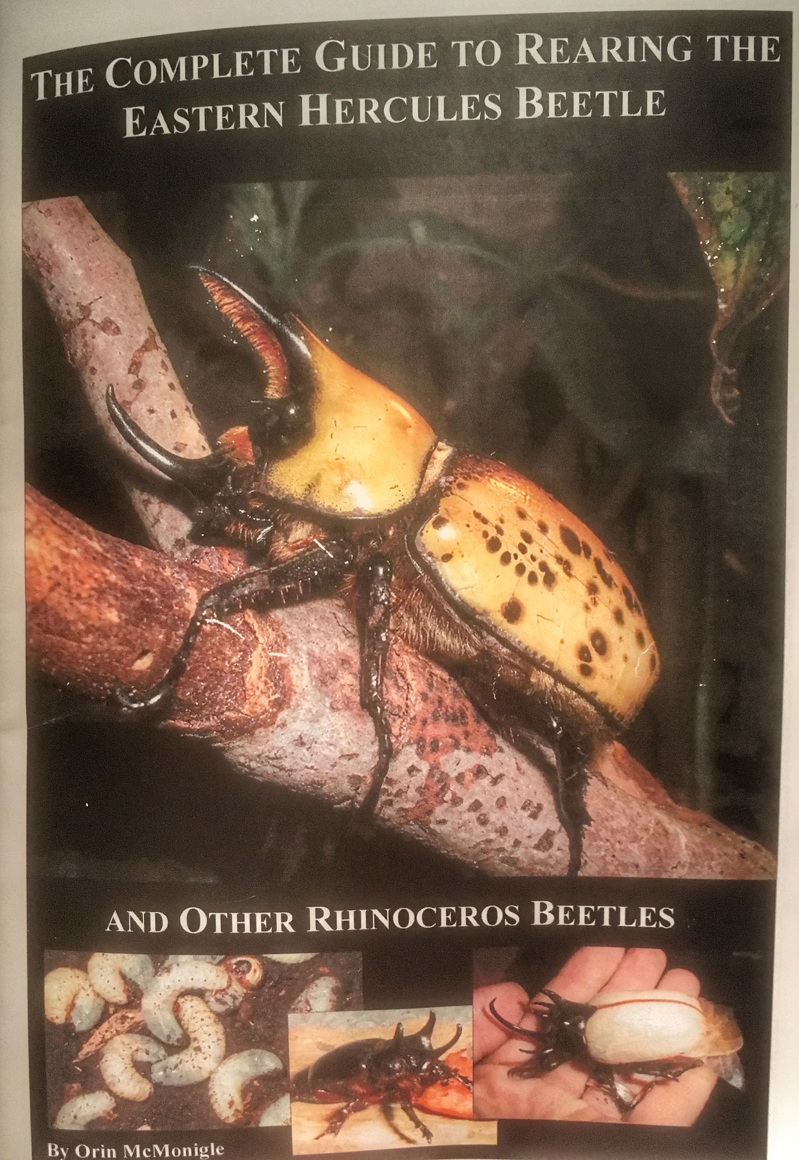 Raising Hercules Beetles guide