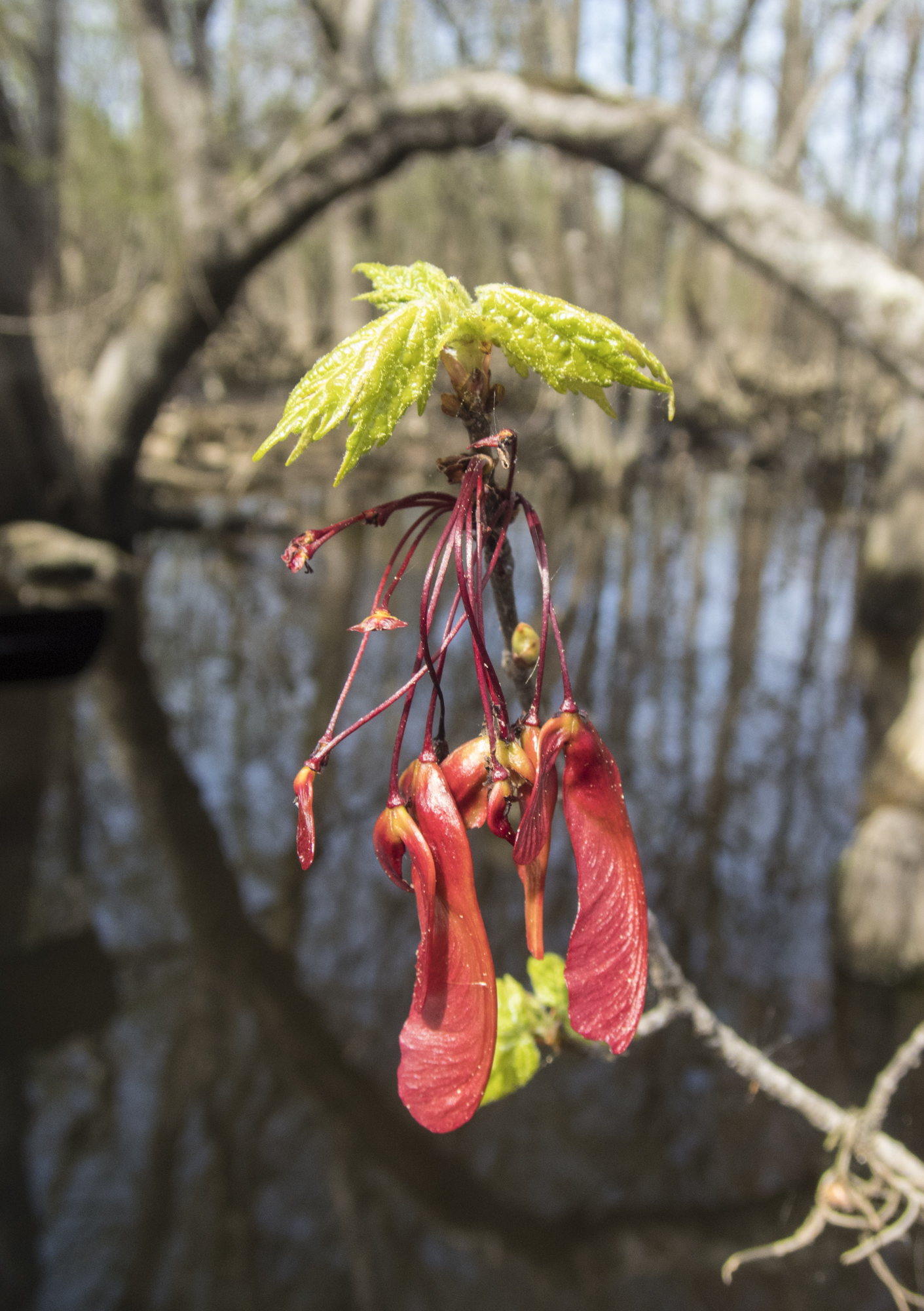 red maple seeds 1