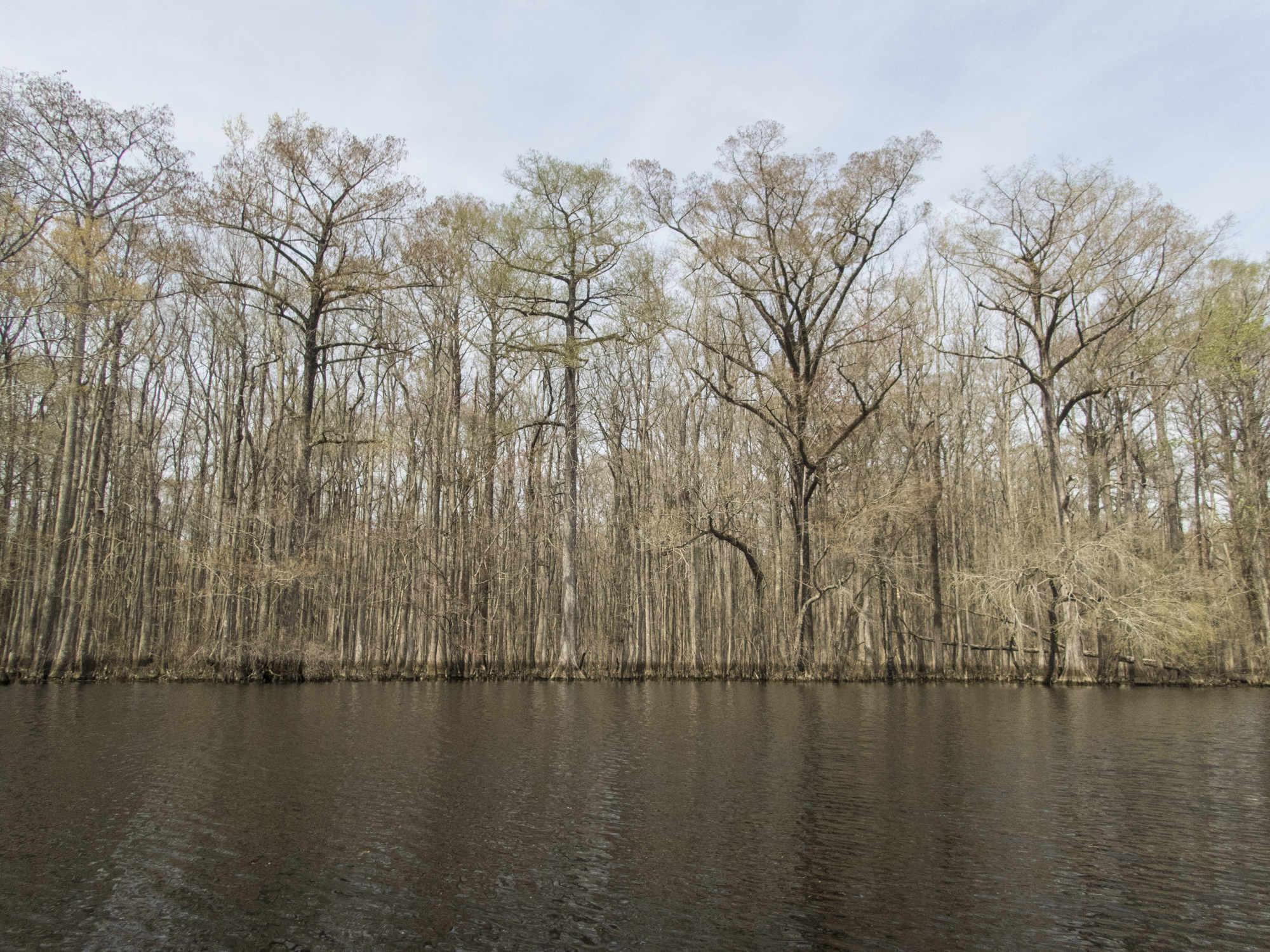 Swamp along te Roanoke River