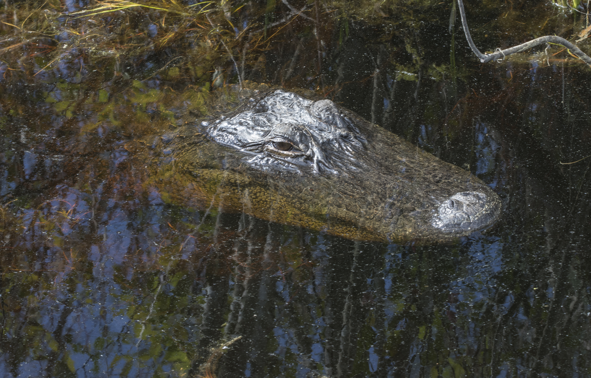 alligator head