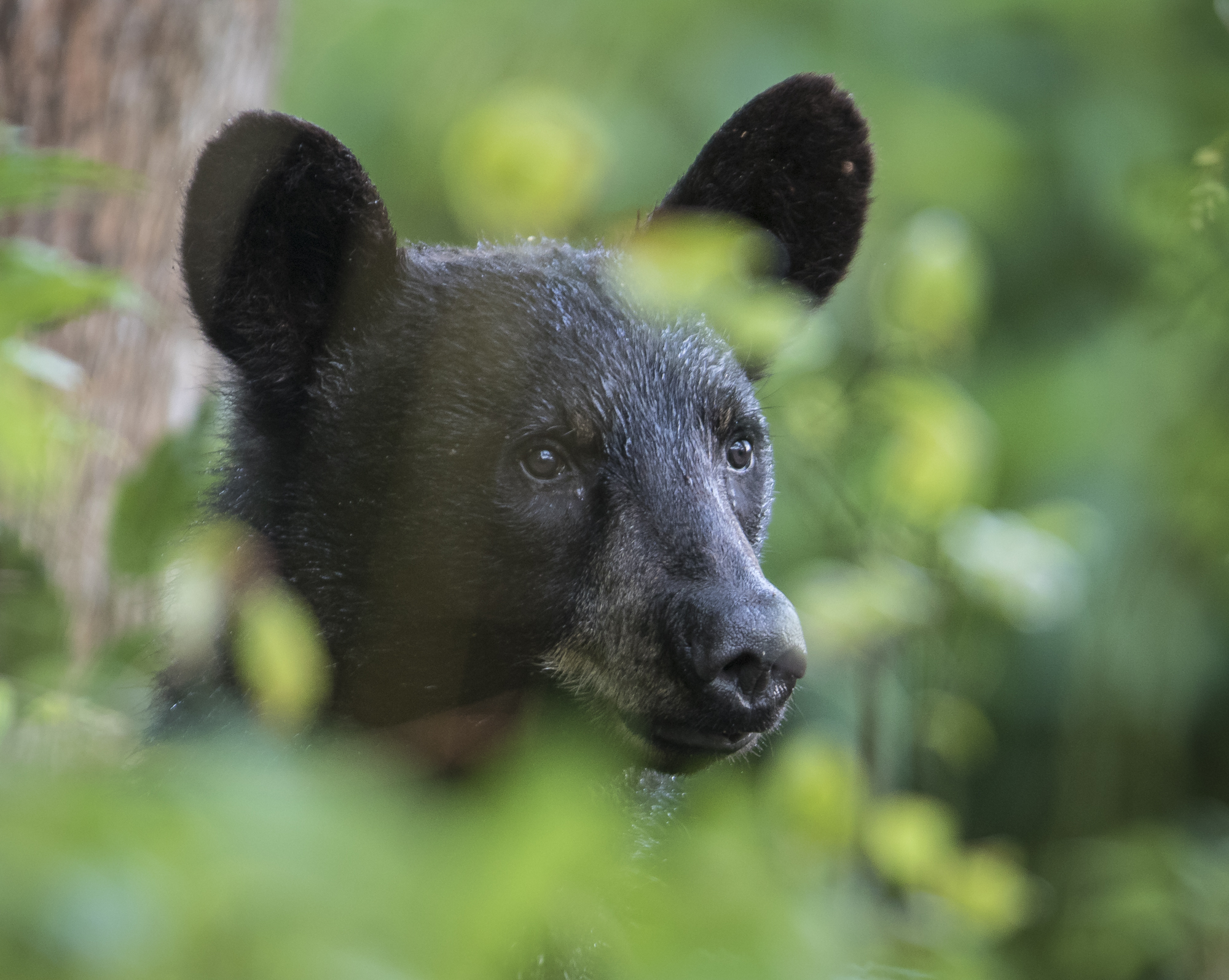 Black bear comes up next to group