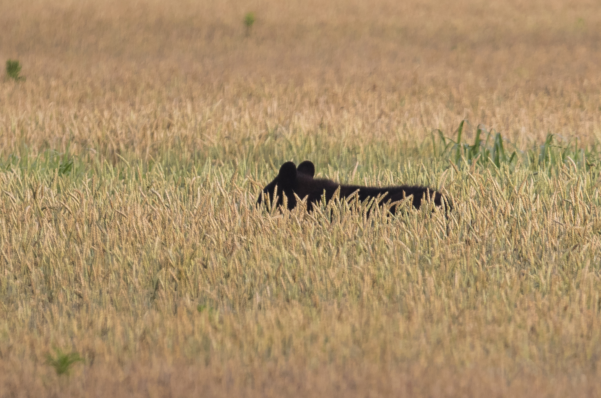 Black bear in wheat field