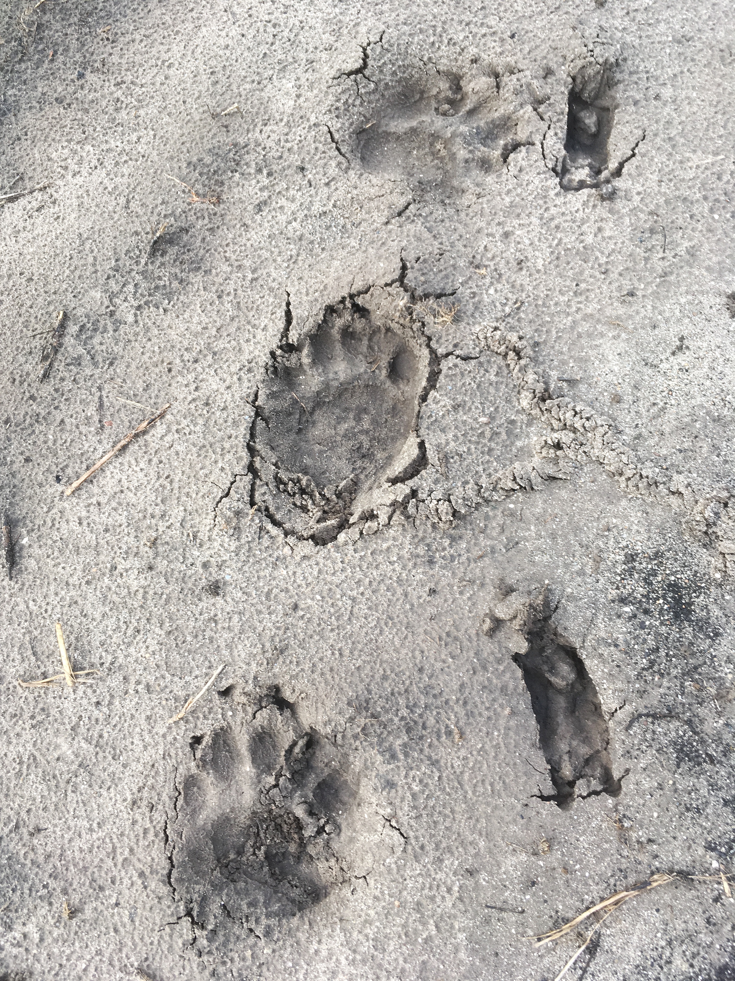 Black Bear tracks