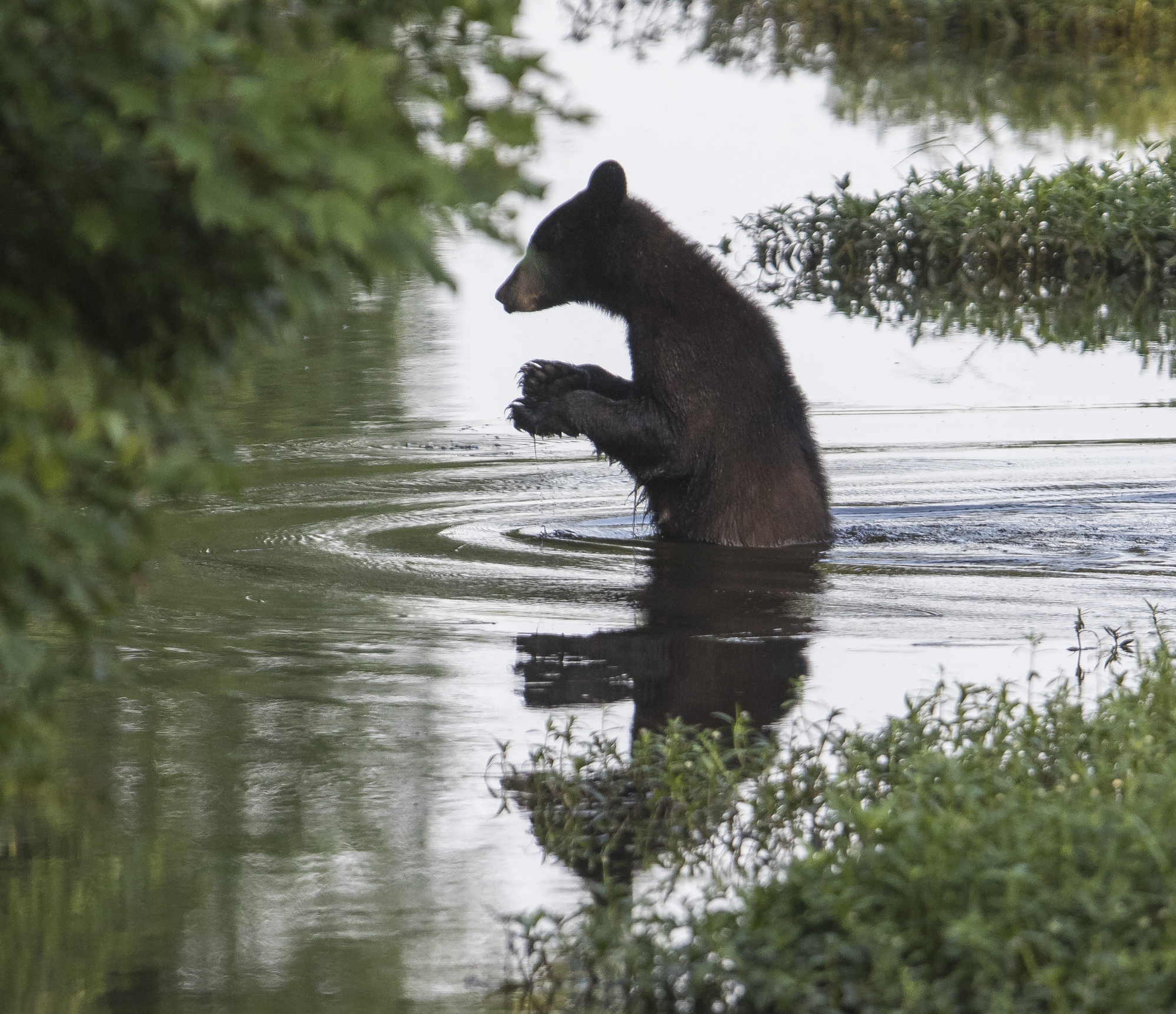 Black bear walking across canal