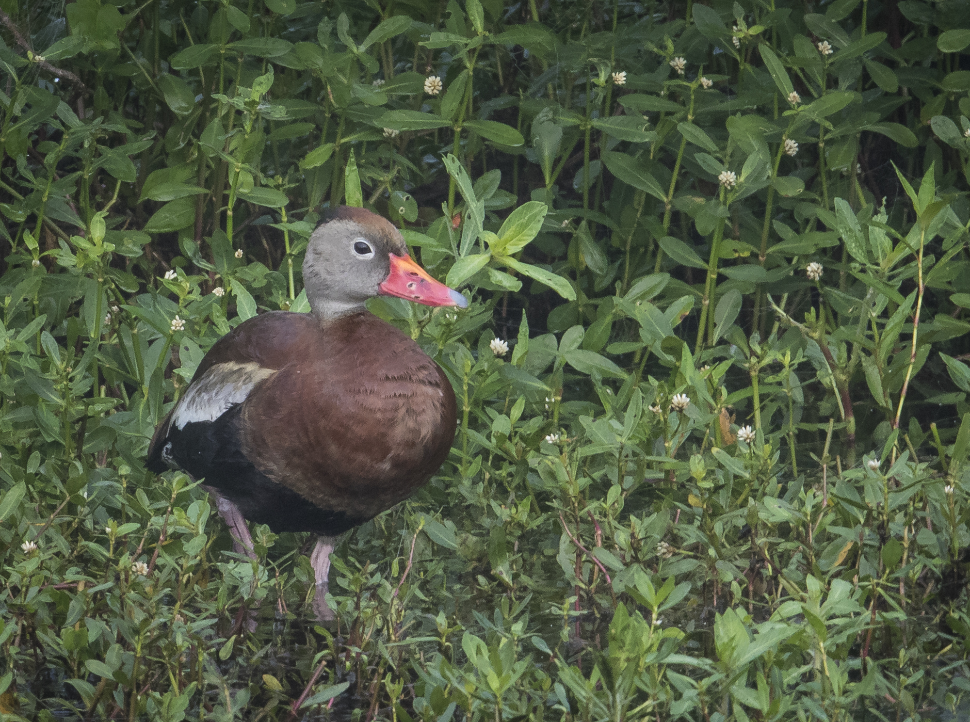 Black-bellied whistling duck