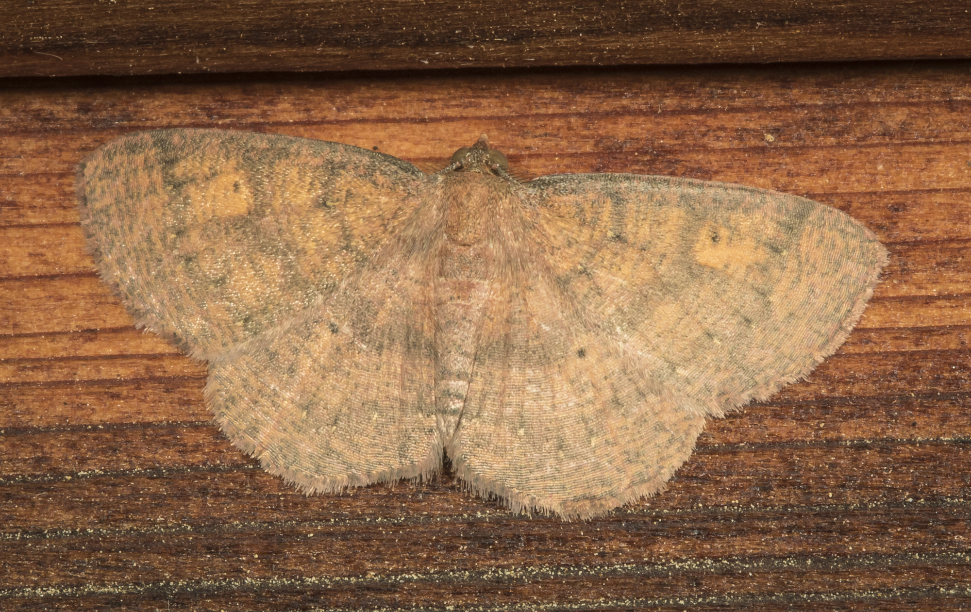 Black-dotted ruddy moth, Ilexia intractata