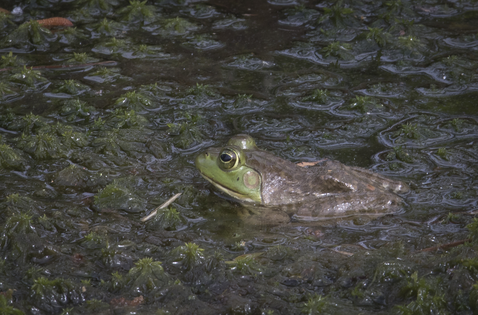 bullfrog