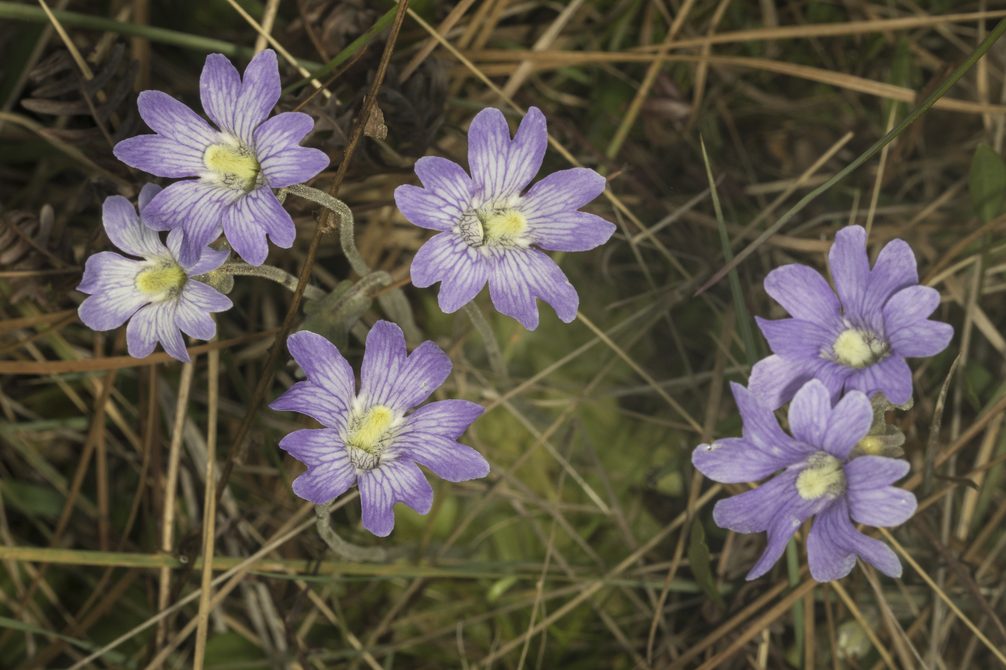 Butterwort flowers