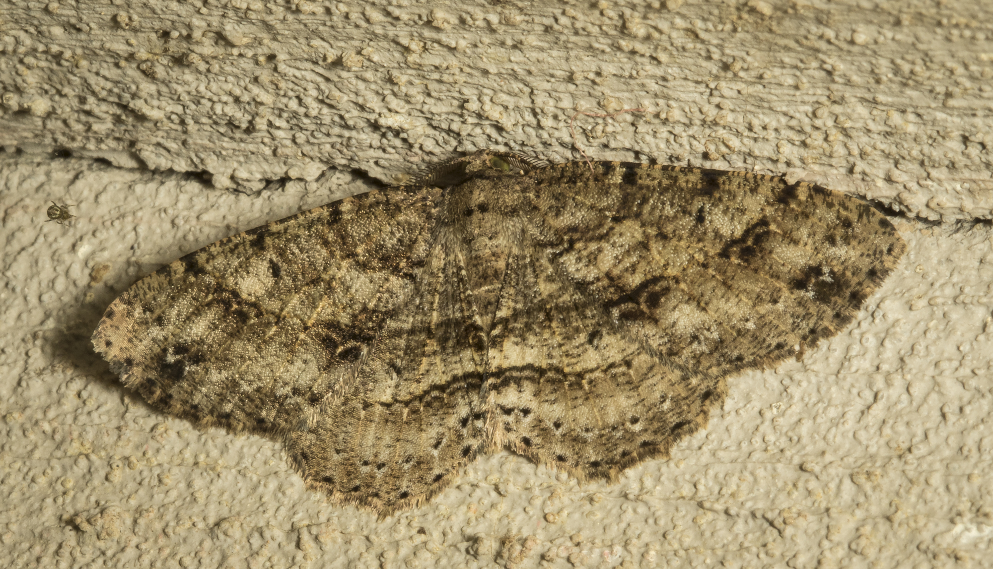 Canadian Melanolophia moth, Melanolophia canadaria 1